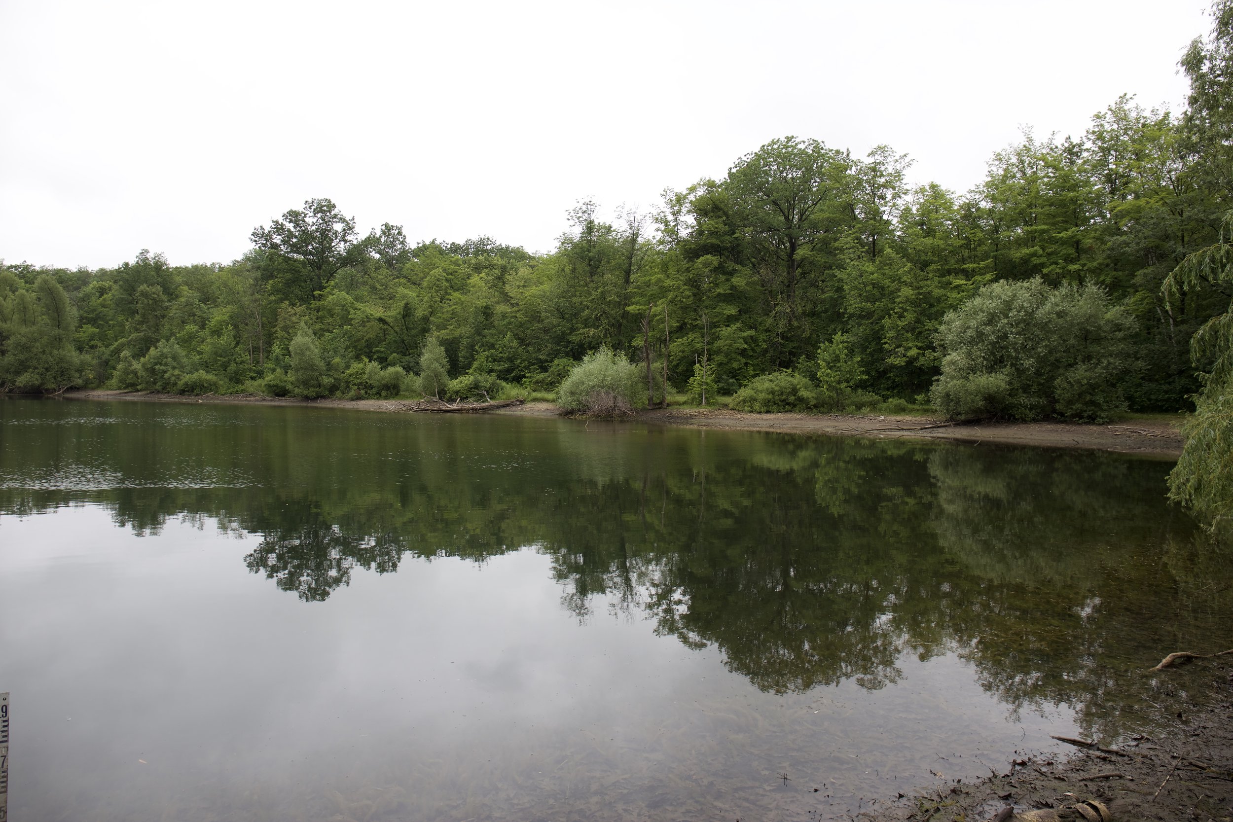 Drawdown of Muskrat Pond into Second Creek