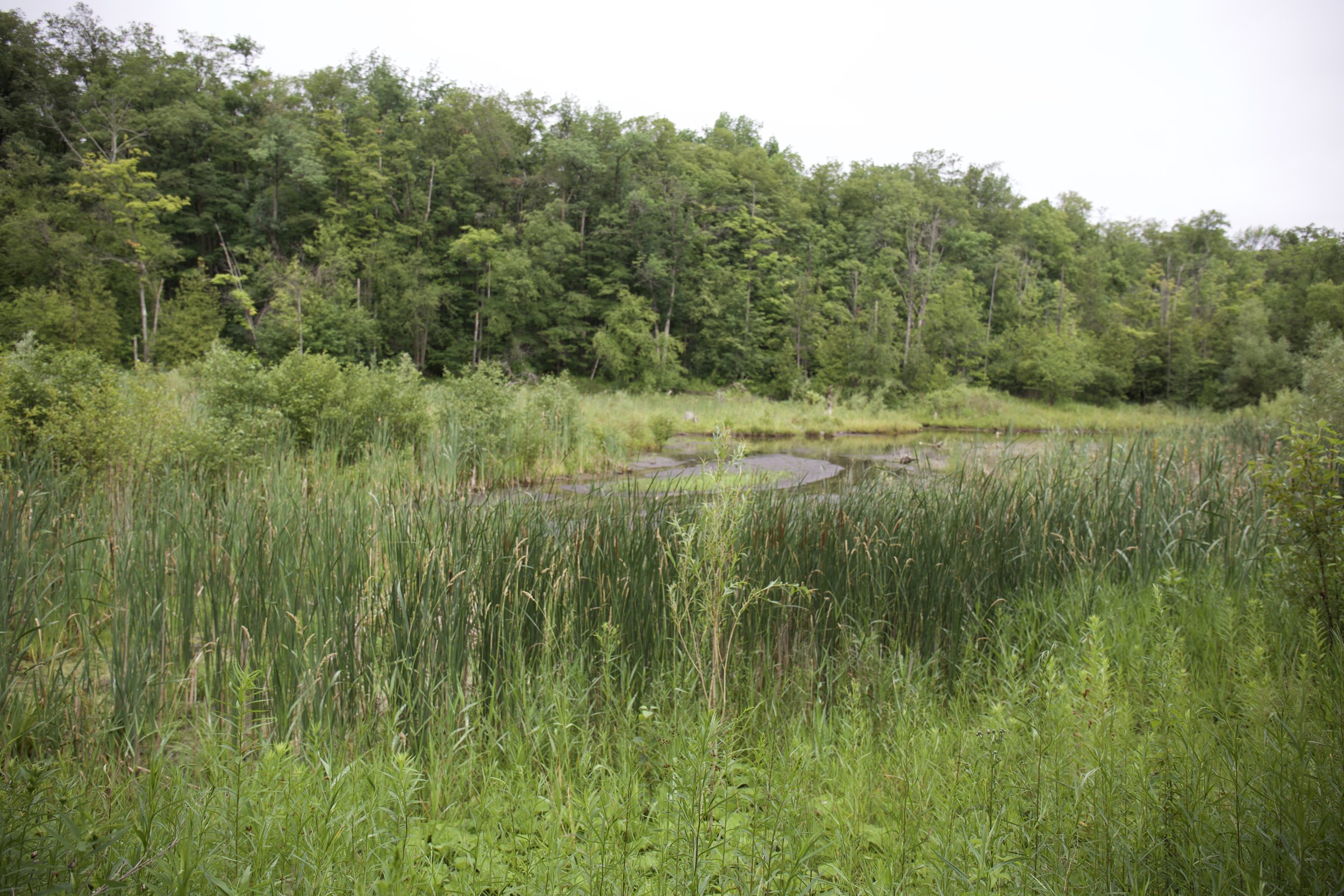 Natural path of the creek after completed drawdown of Spring Pond