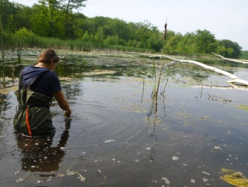 Second Creek Restoration - August 2017