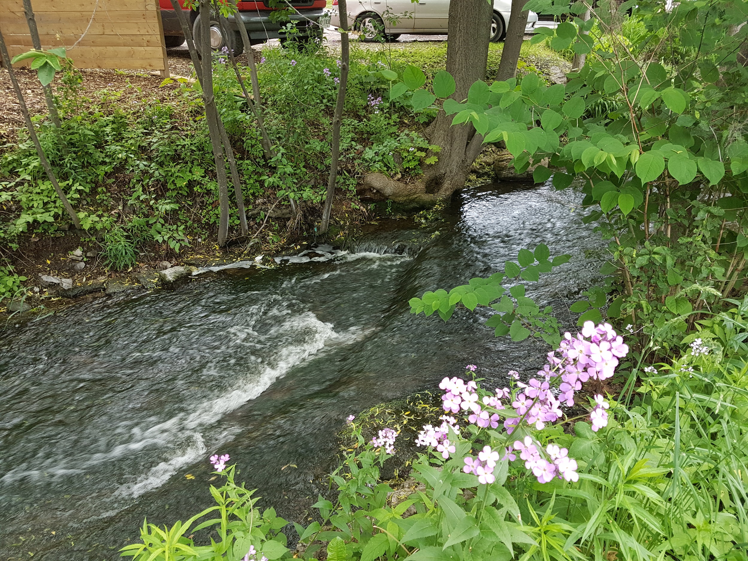 Nearby Creek - Wellington, Ontario - May 2017