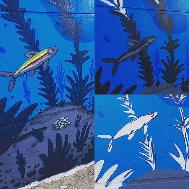 Stages of #redsidedace on the Bentway mural #loveletterstothegreatlakes #swimdrinkfish