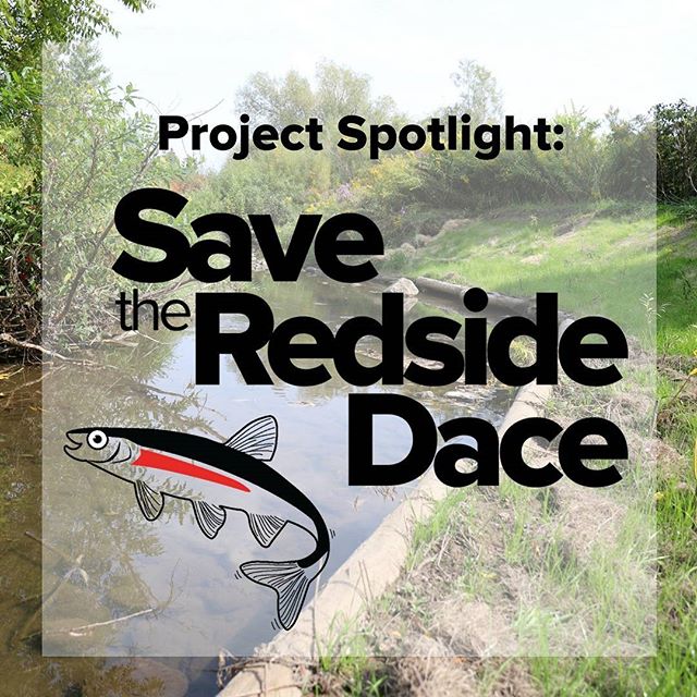 Check out our latest commentary from Swim Drink Fish Canada President, Mark Mattson on our Save the Redside Dace project.

https://www.greatlakeschallenge.ca/news/2017/9/27/project-spotlight-save-the-redside-dace

#GLC2017 #SavetheRedsideDace #swimdr