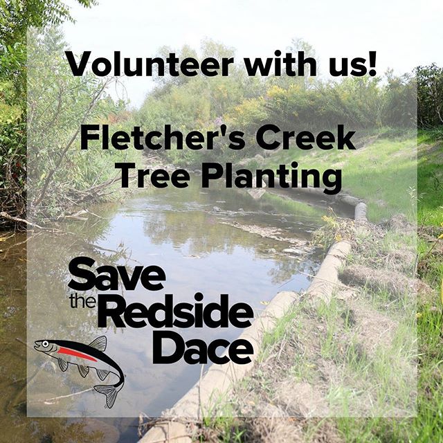 Join Ontario Streams on October 21st to plant native shrubs on Fletcher's Creek to help protect redside dace habitat. Sign up online greatlakeschallenge.ca/volunteer

#GLC2017 #SavetheRedsideDace #swimdrinkfish