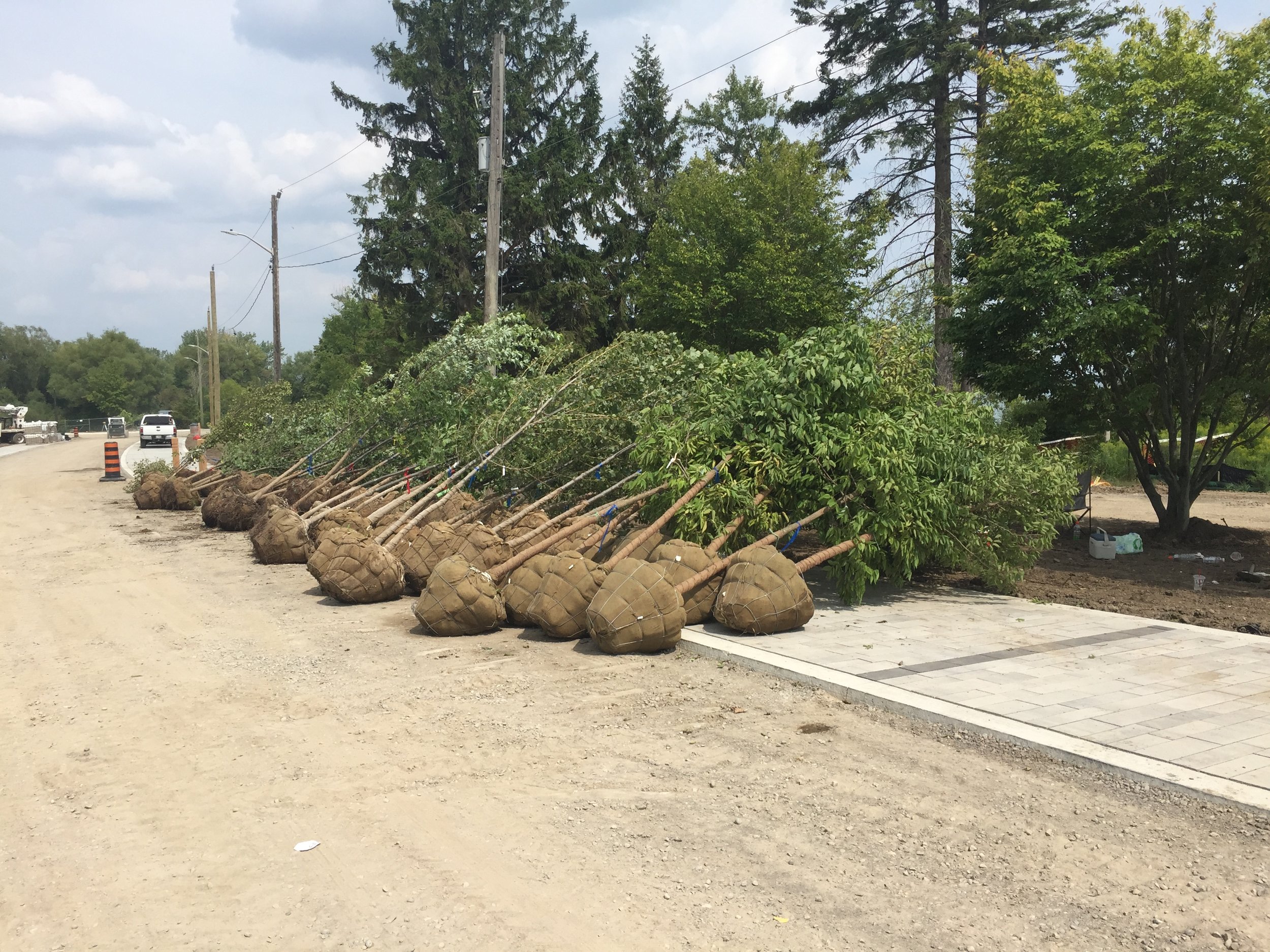 Pickering - Photo 4 - Trees being delivered to the project site.JPG