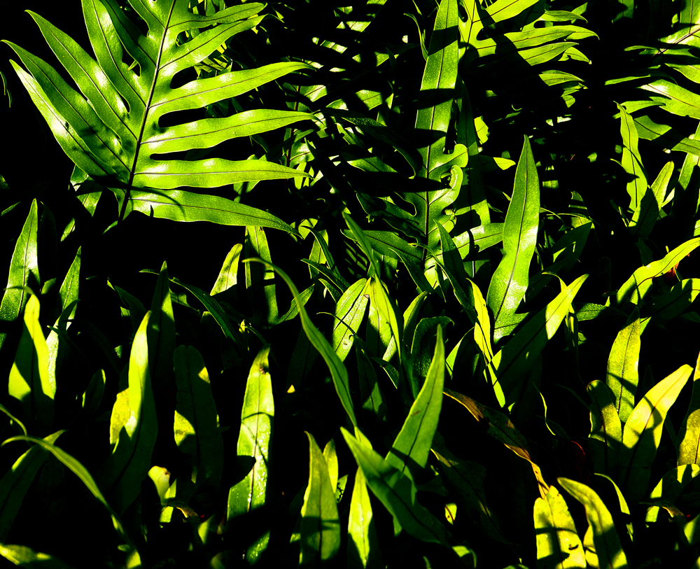 In the Shadows