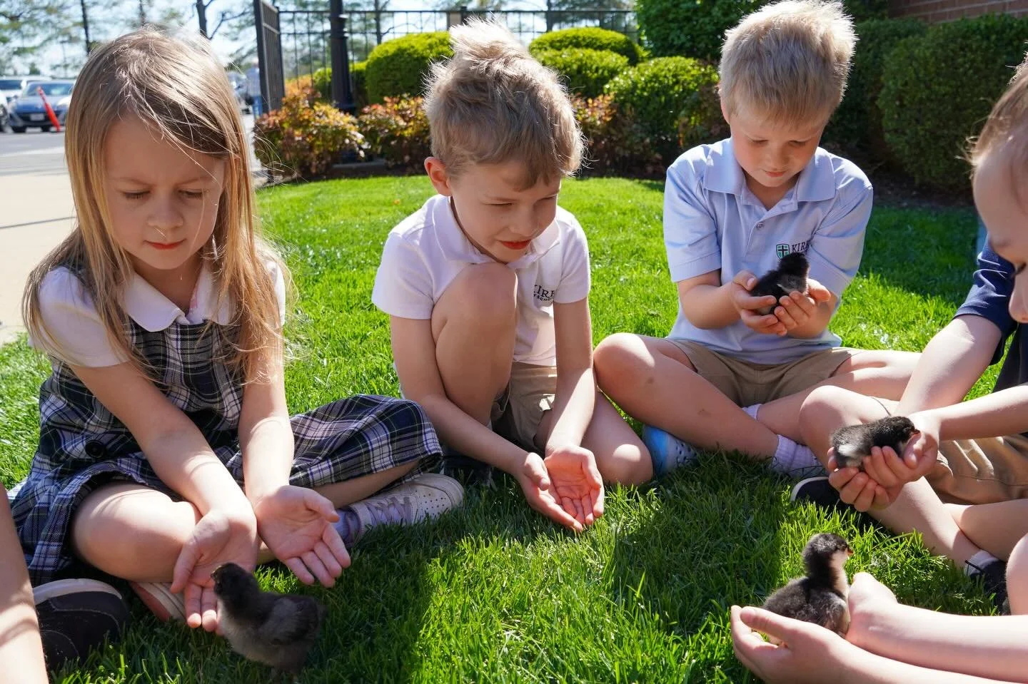 Kindergarteners experienced one of our discipleship  habits, creation caring, with the wonder of the chicken life cycle - incubating eggs, watching them hatch, and seeing the chicks grow. Witnessing one of God&rsquo;s beautiful creations and truly ma