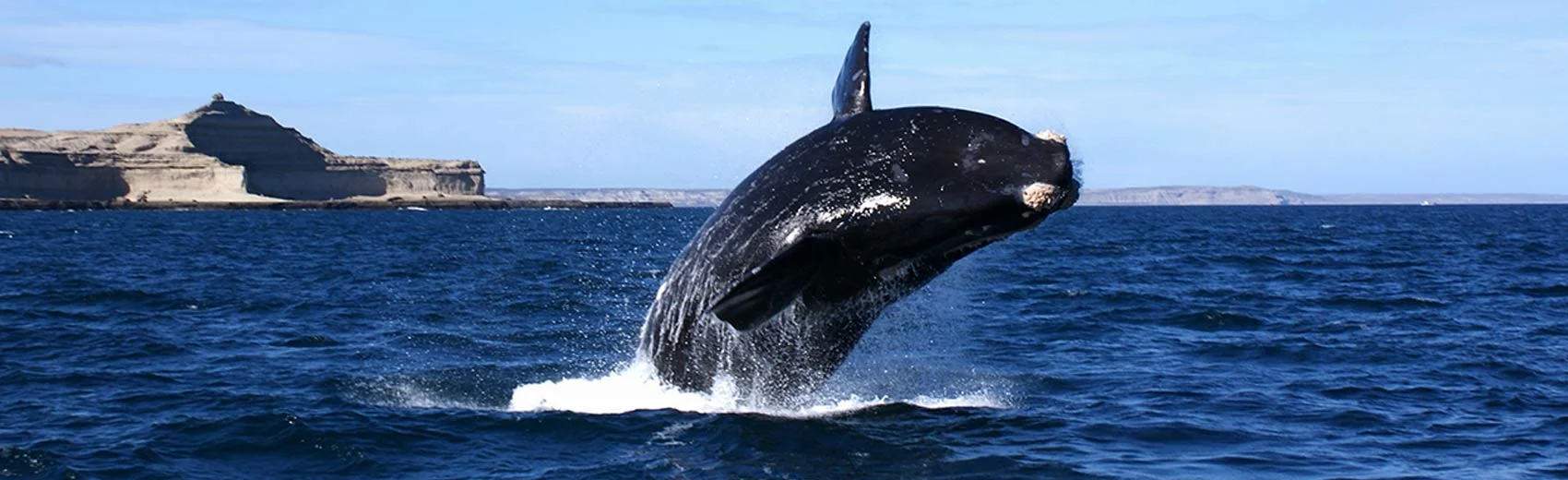 Hermanus Whale.jpg