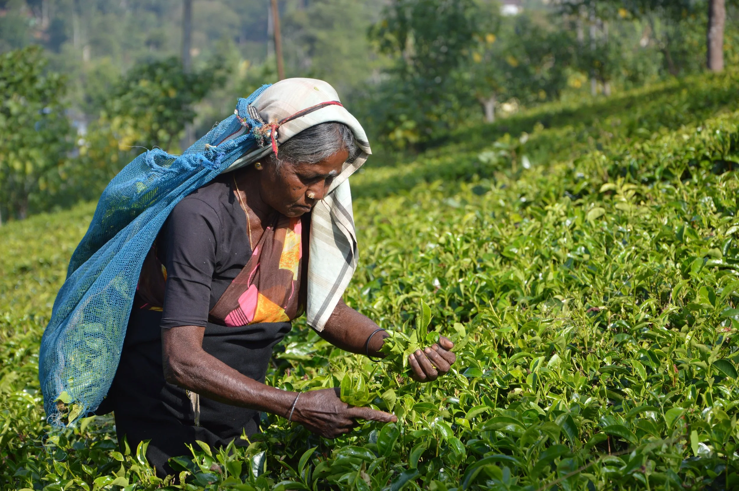 11Sri Lanka tea.jpg