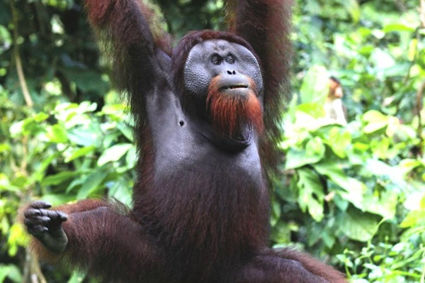 Borneo Orang-Utan-Sanctuary.jpg