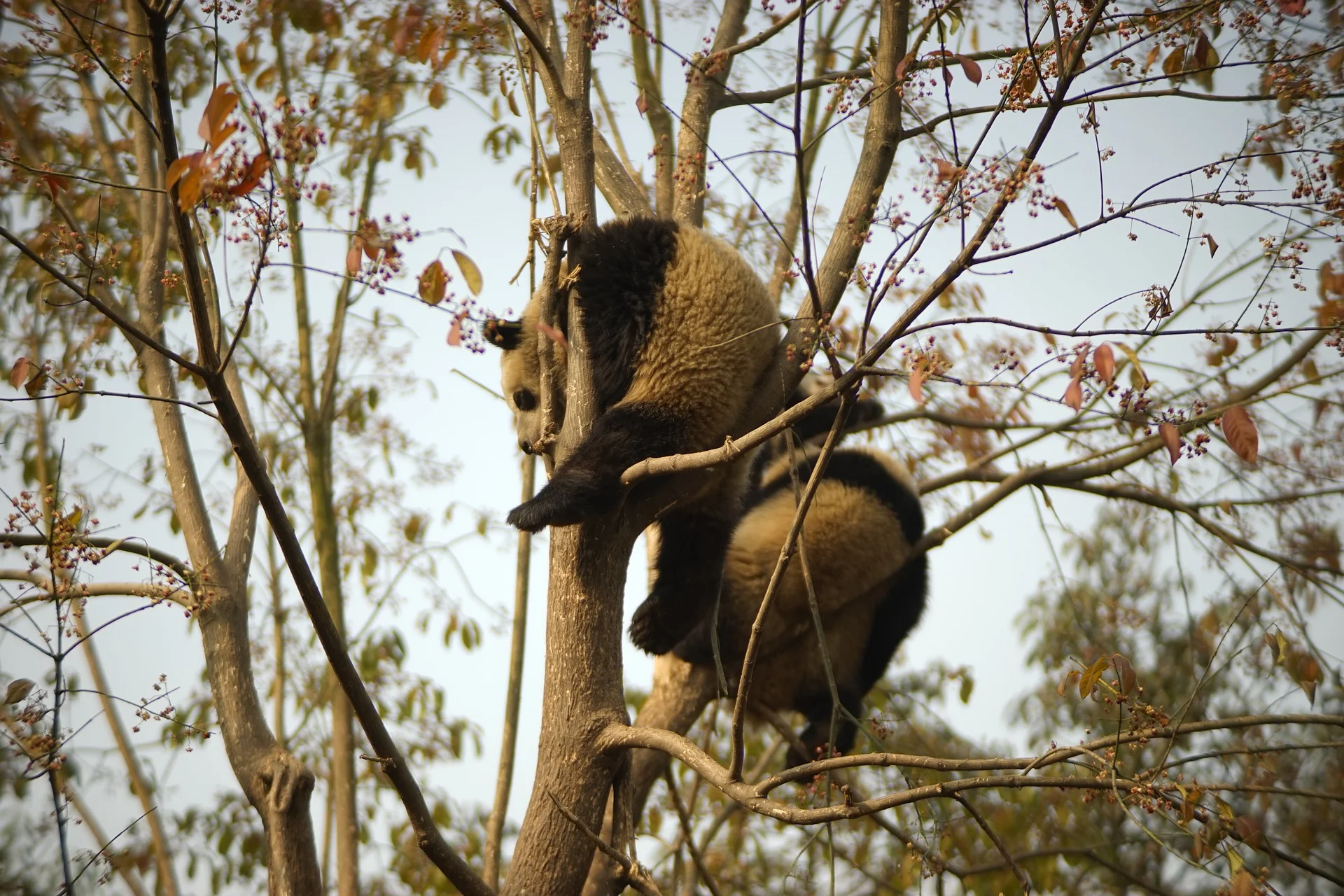 chengdu.jpg