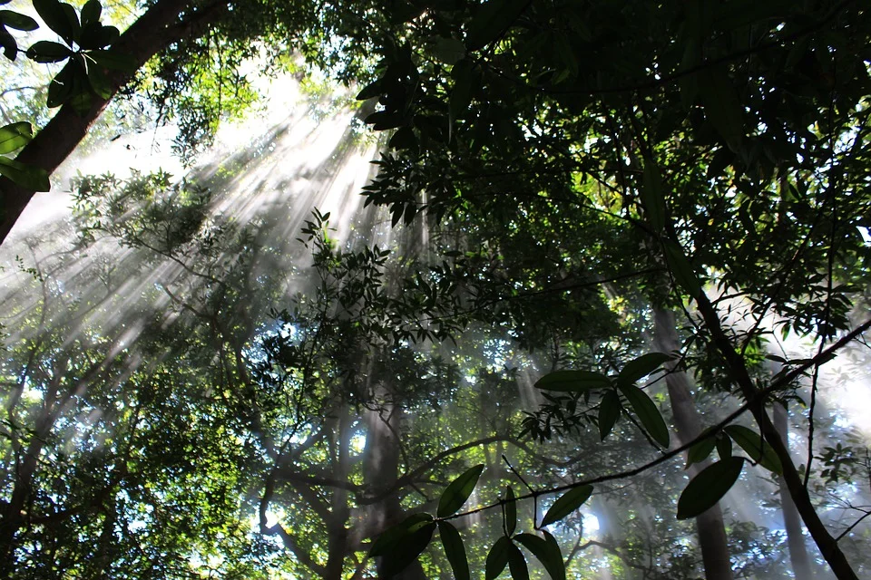 costa-rica-forest.jpg