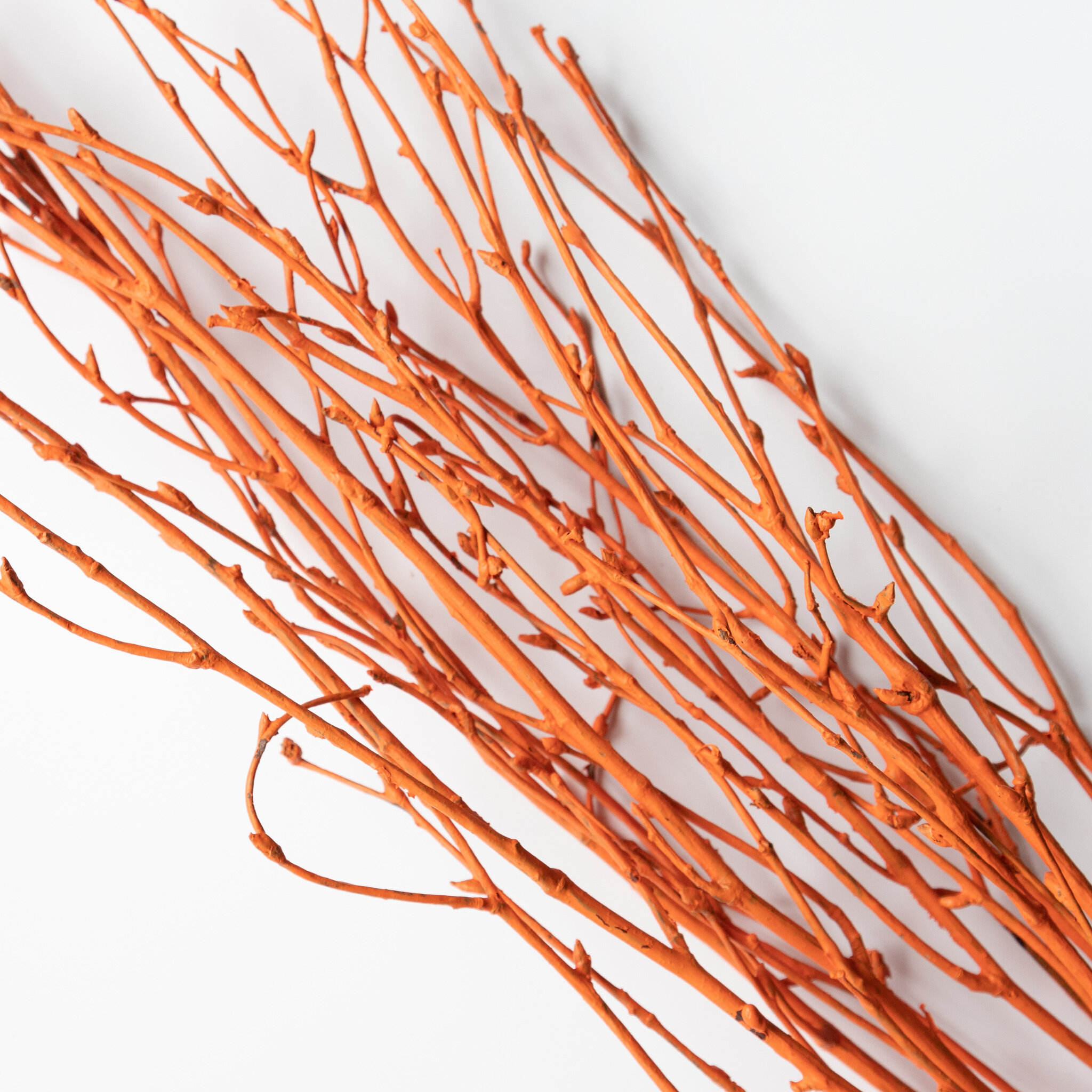 Orange Birch Branches Gallery Closeup