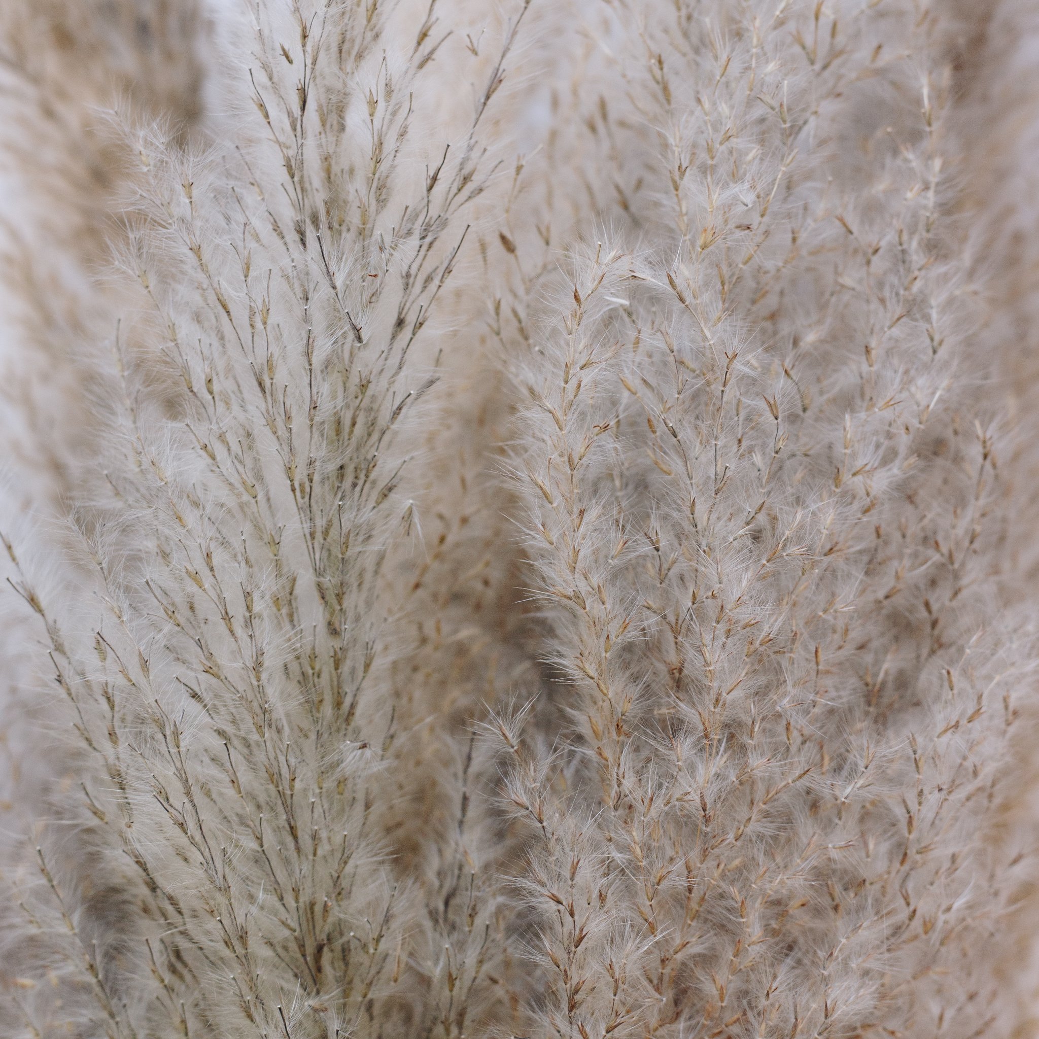 Dried Natural Pampas Grass (in Home Depot stores)