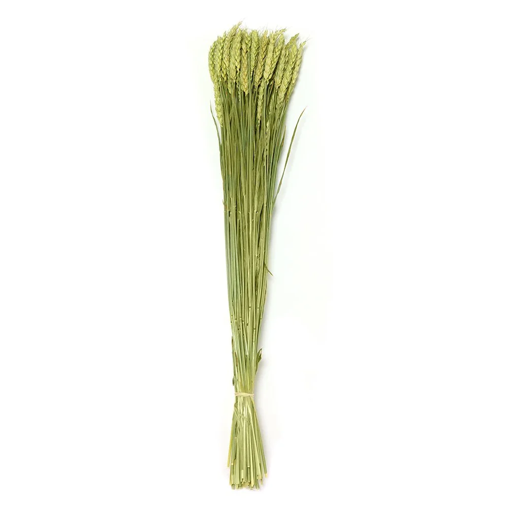 light green dried triticum wheat