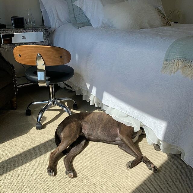 No eyemask, no problem - I&rsquo;ll just pop my face under the bed #moresleep #letsleepingdogslie #sleepypuppy
