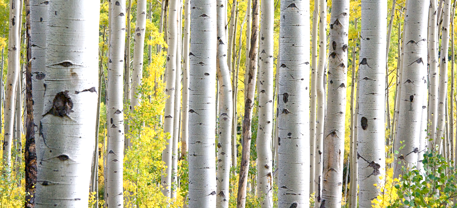 RachelPosner_Header_YogaTherapy.png