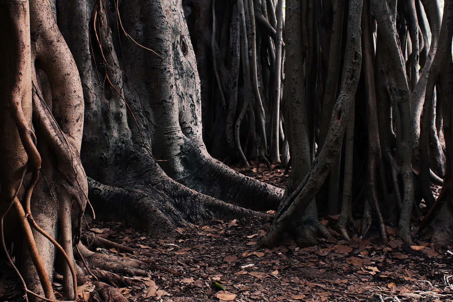 RachelPosner_Header_About_Roots.jpg