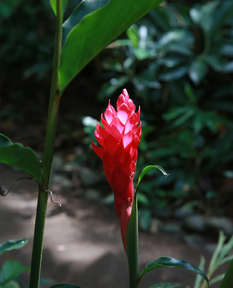 A 5 week program incorporating yoga, meditation, contemplation and an optional Ayurvedic cleanse.