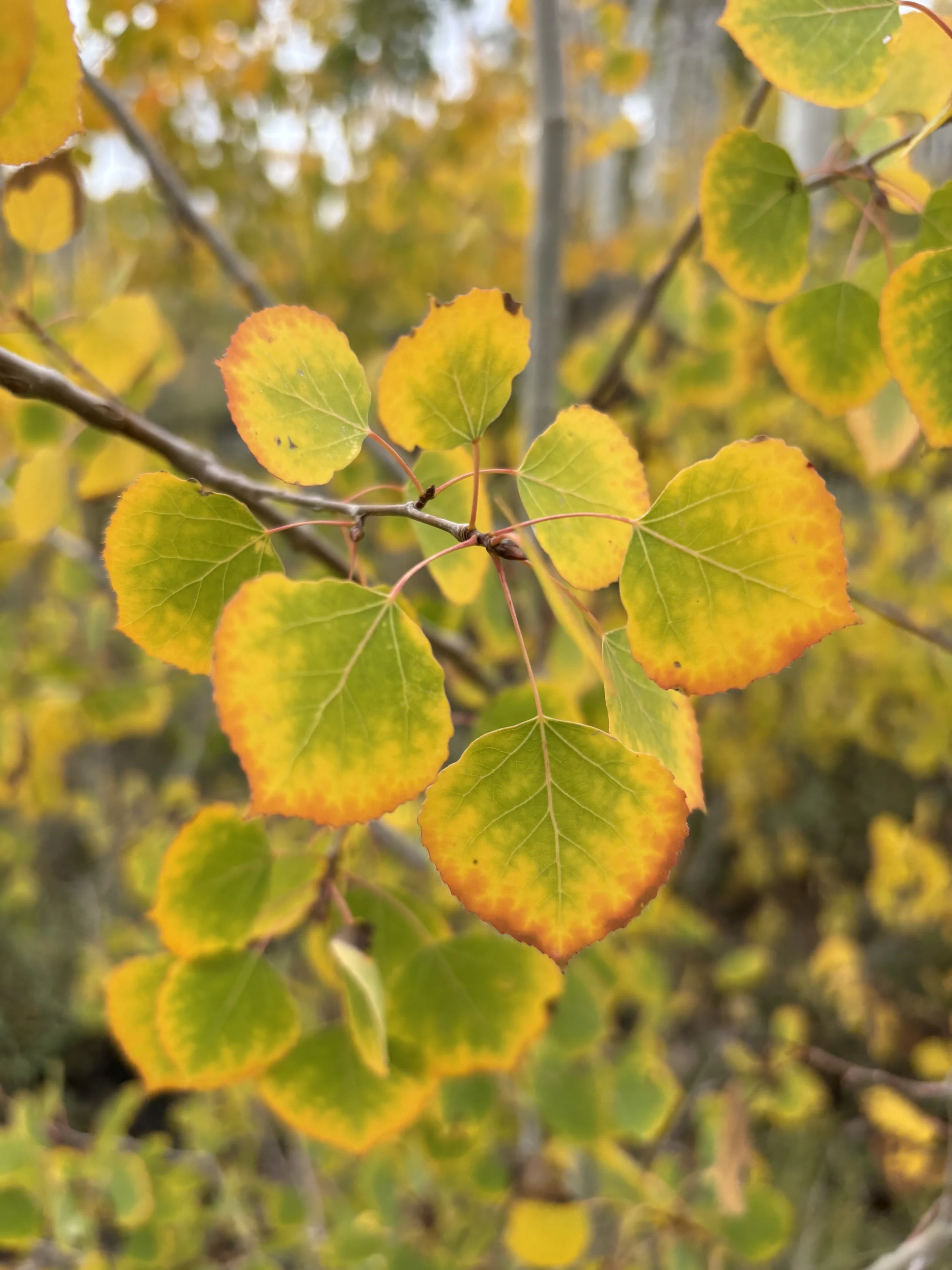 Yoga Therapy and Self-Compassion: A Somatic Immersion