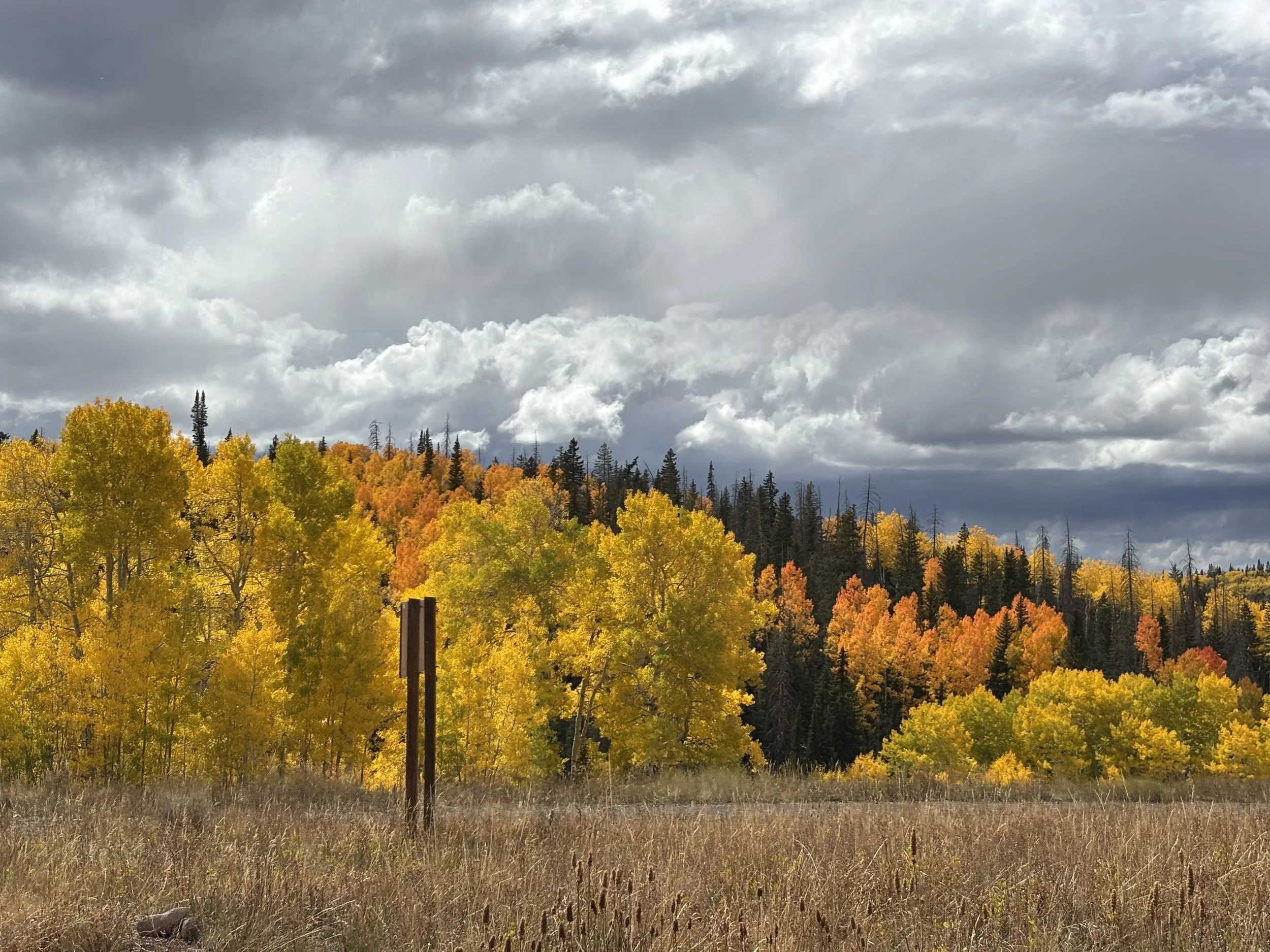 Parts Work and Yoga Therapy