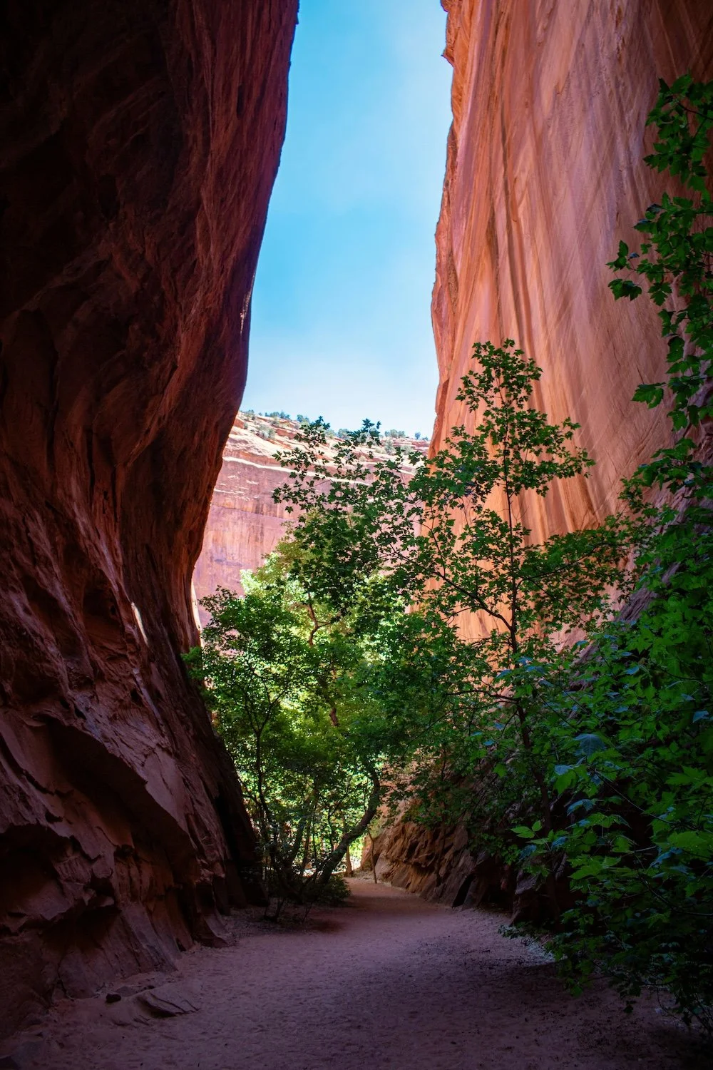 Somatic Immersion Training for Wellness Professionals