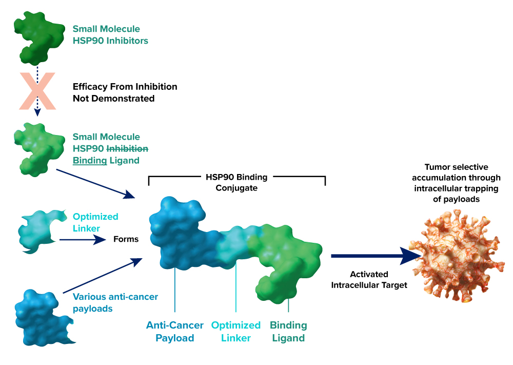 Pentarin miniature conjugates are NOT designed to inhibit HSP90 but rather exploit elevated activity and expression in solid tumors as a target for the selective accumulation of payloads.