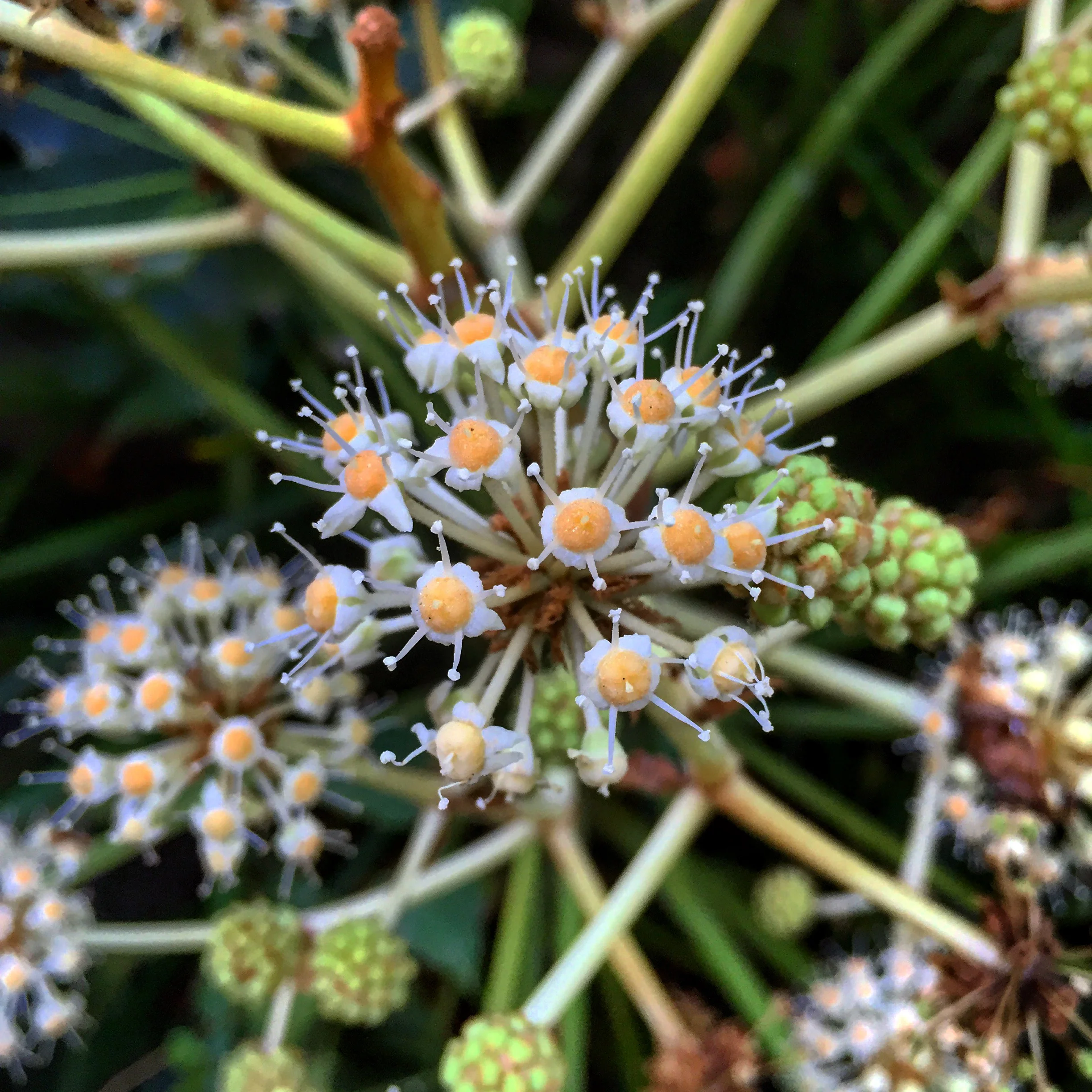 11.17.15 laguna hills, california