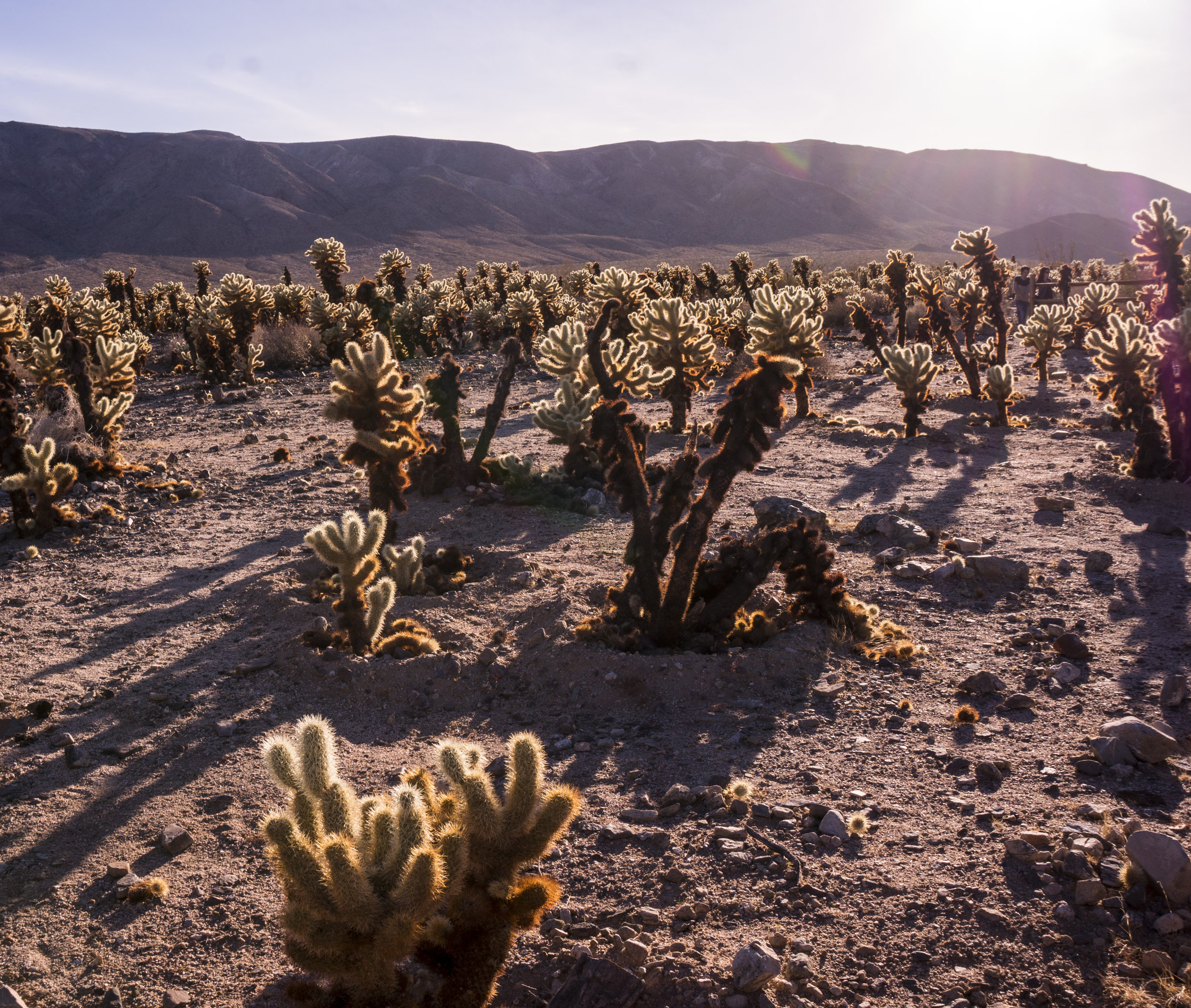 12.14.16 joshua tree, california