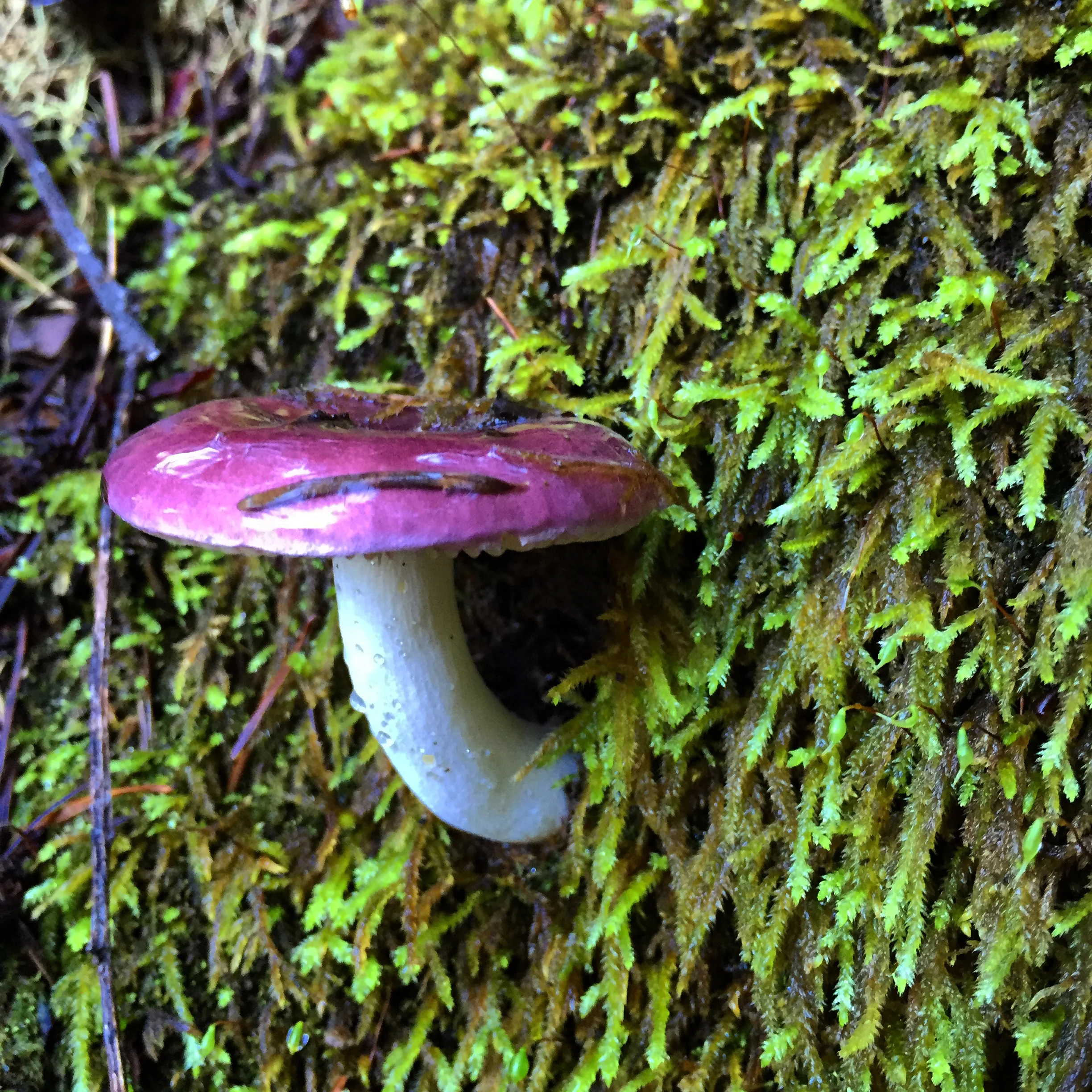 12.19.15 guerneville, california