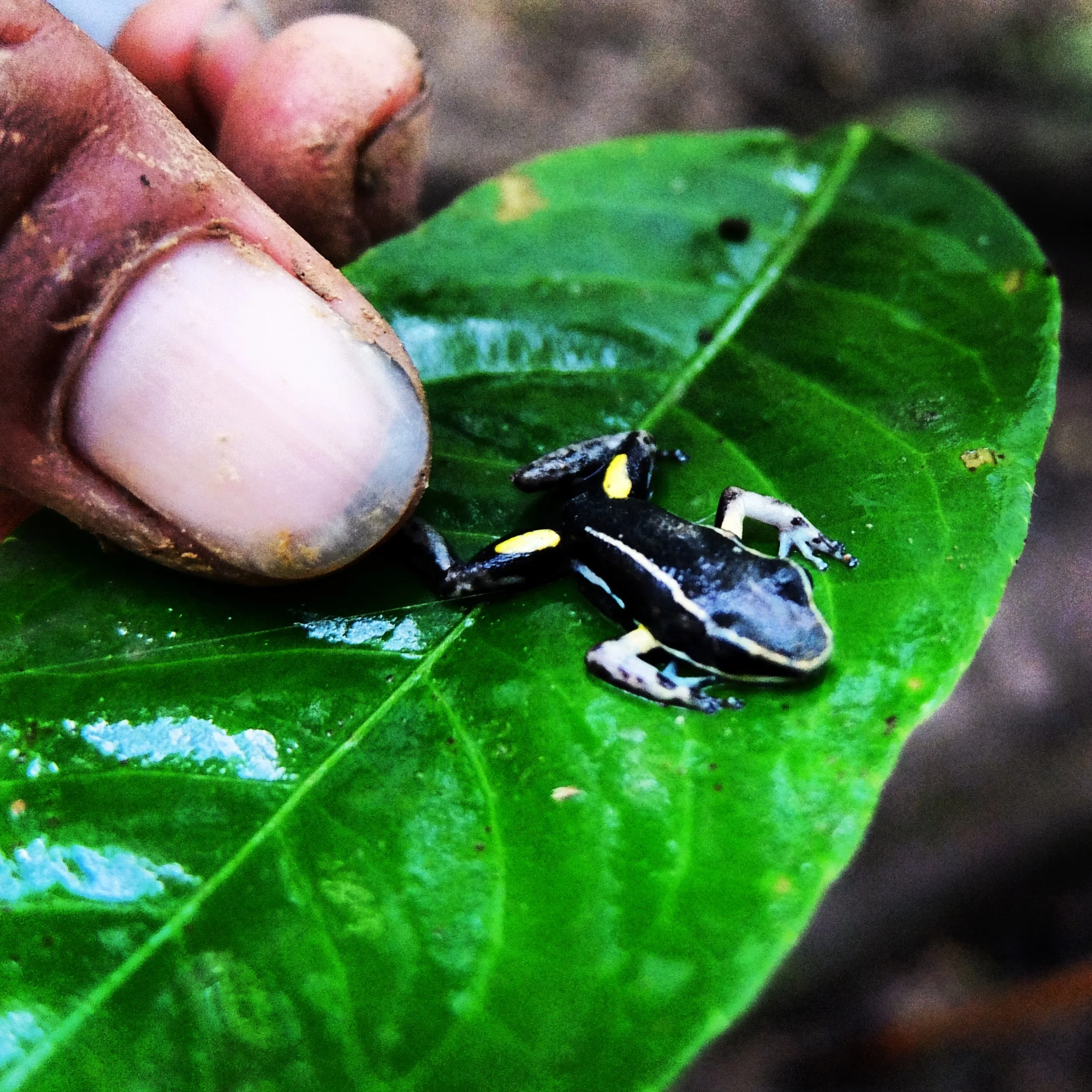 6.15.14 amazonia, peru