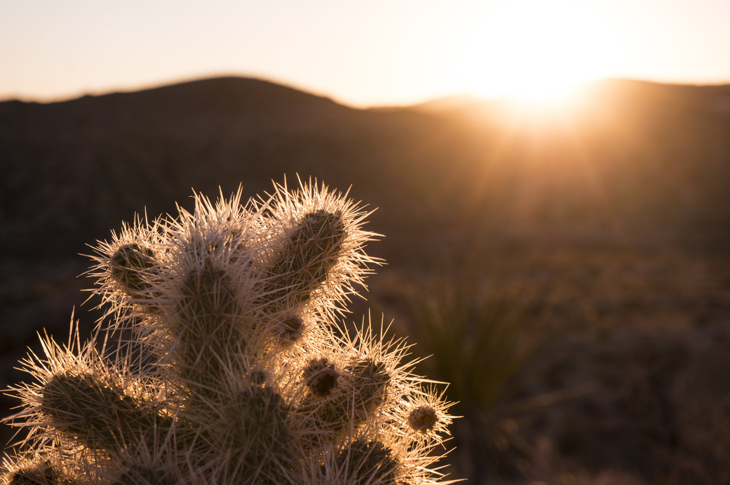 12.14.16 joshua tree, california
