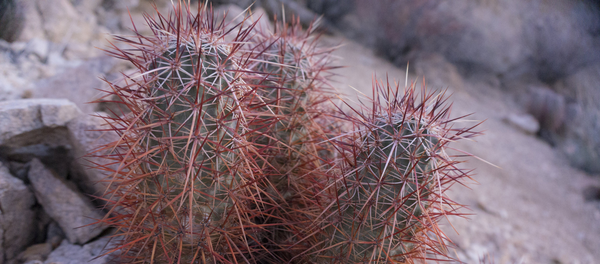 2.12.16 joshua tree, california