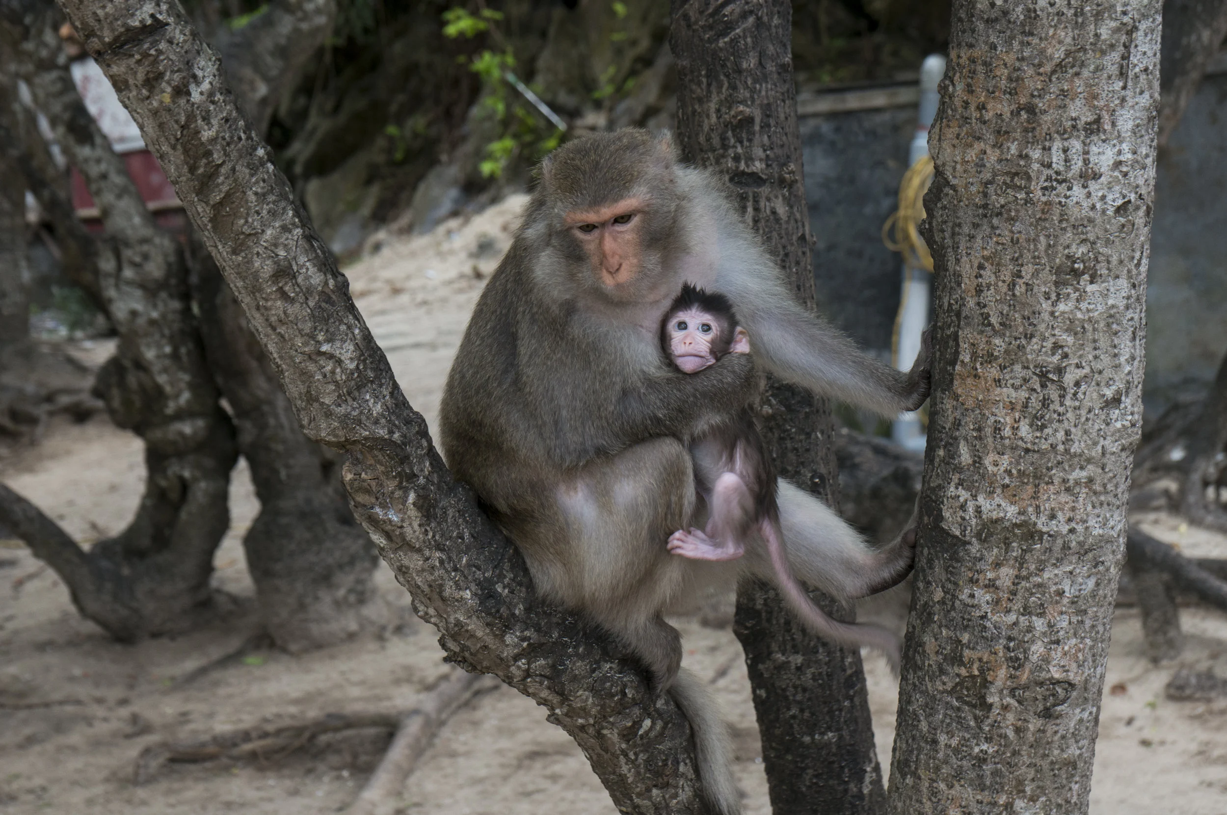 4.26.18, monkey island, vietnam