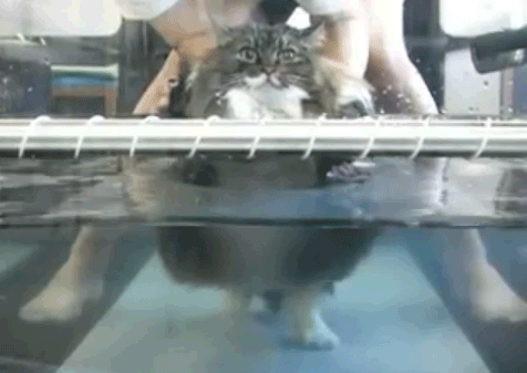 tumblr_m0rgp1Z0oq1rofk7co1_500.gif
