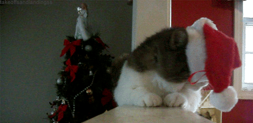 xmas-cat (1).gif
