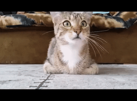 Scary Movie.gif