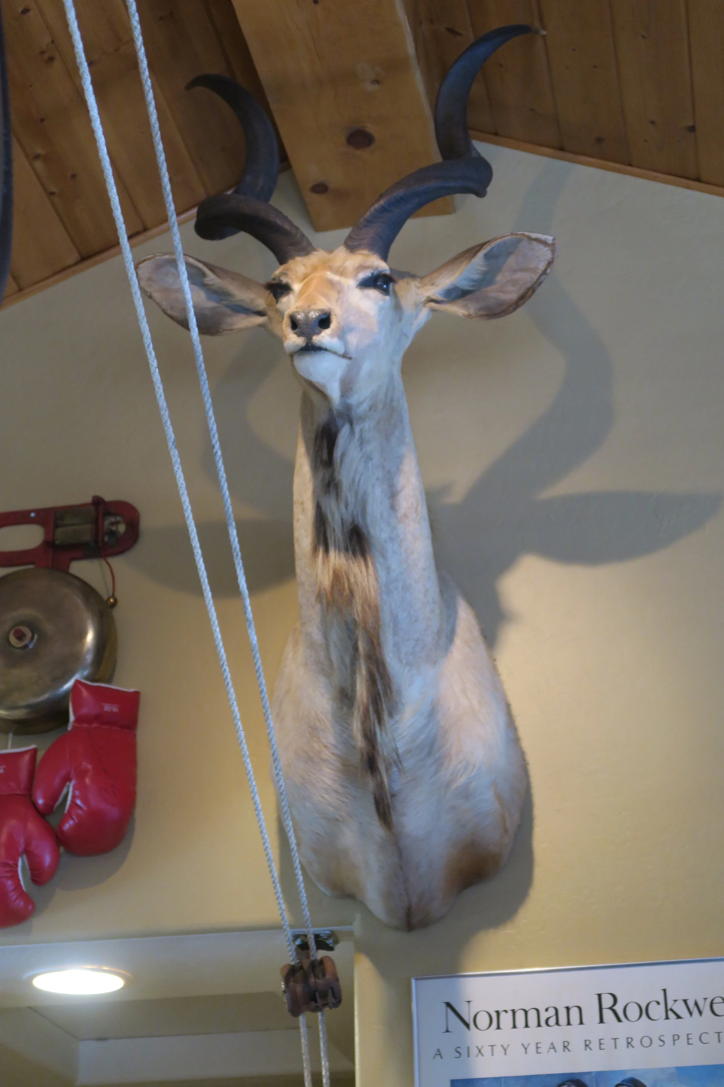 Taxidermy Shoulder Mount