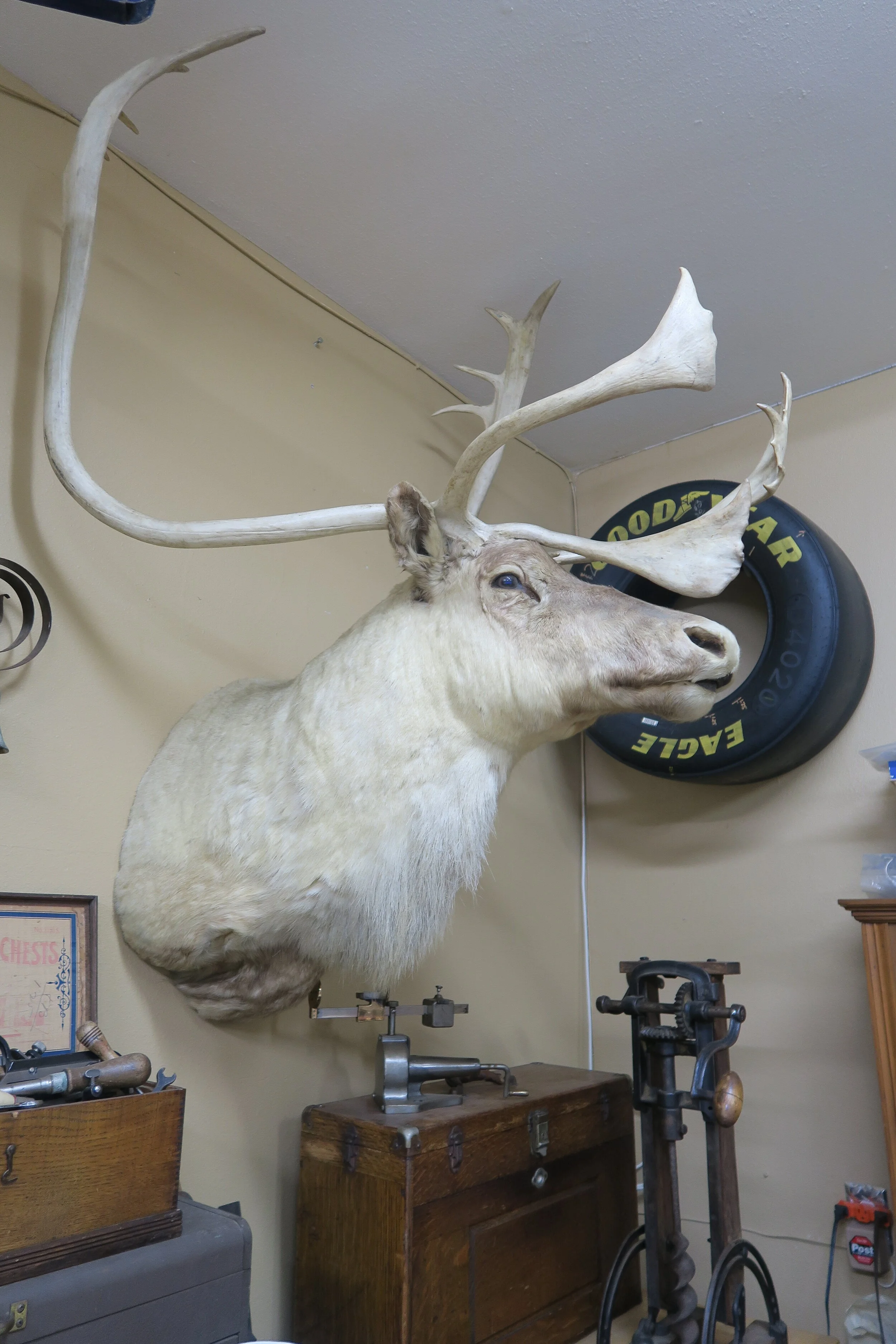 Caribou Taxidermy Shoulder Mount with Large Antlers