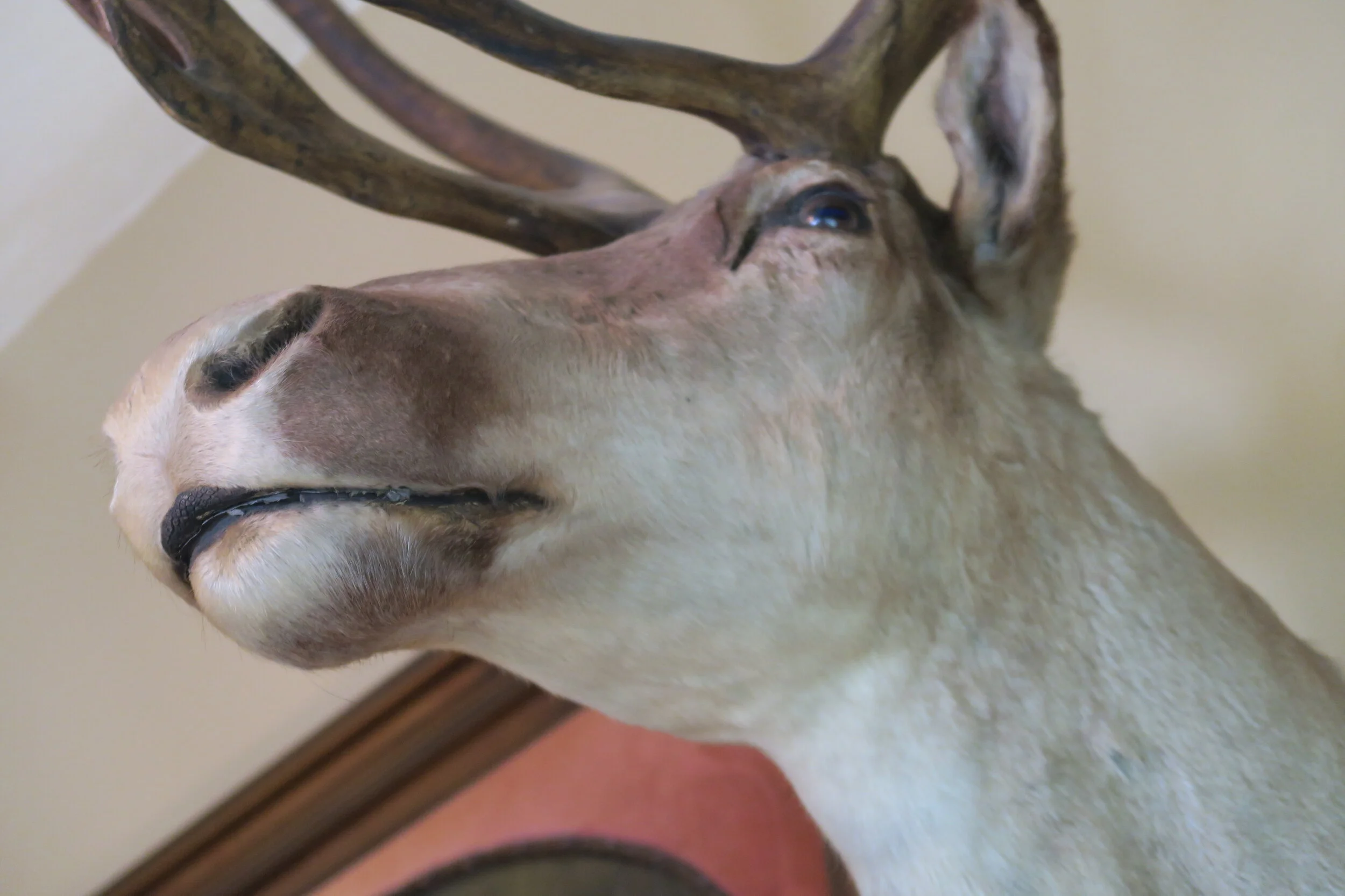 Cariboi/Reindeer Taxidermy Shoulder Mount