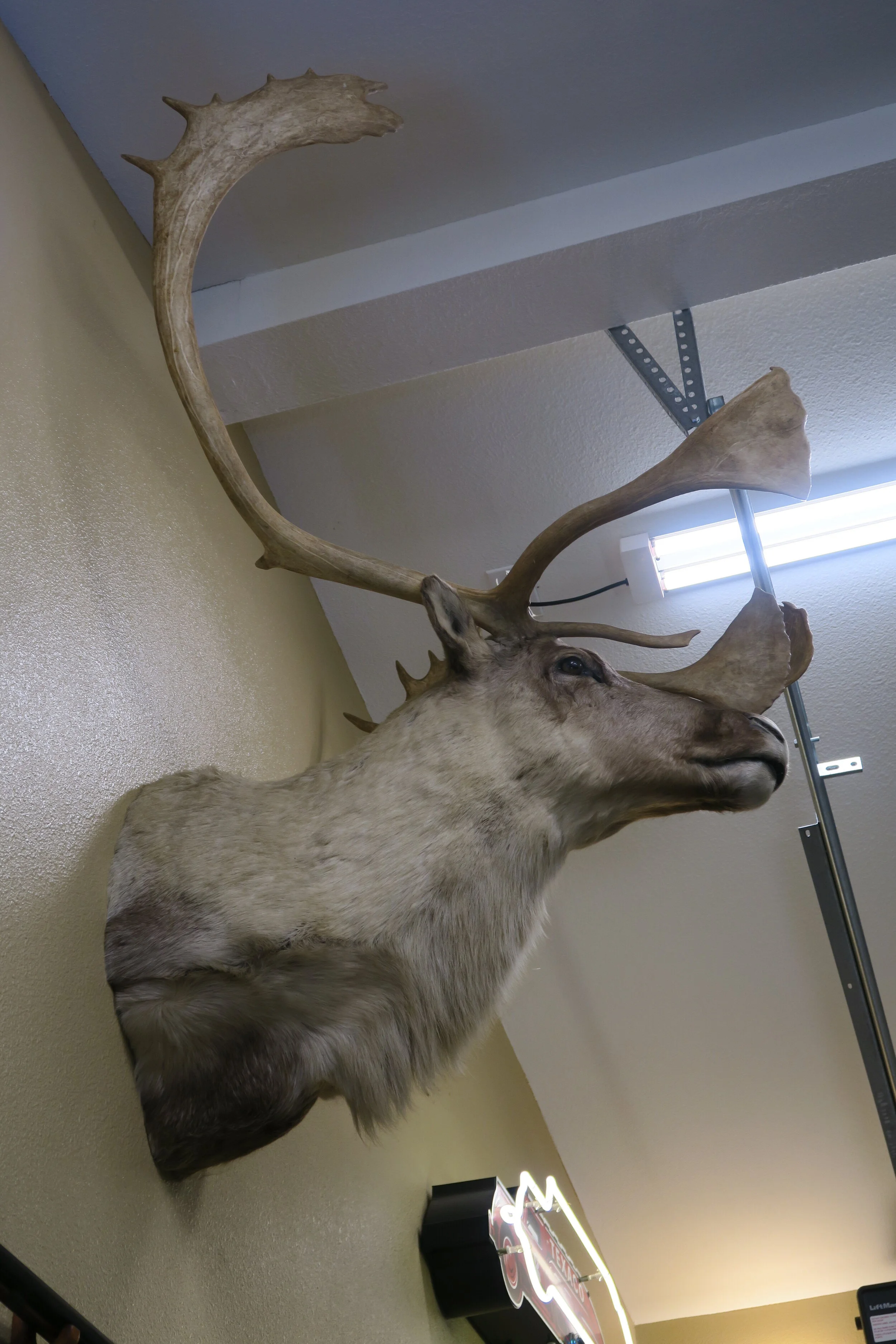 Caribou Taxidermy Shoulder Mount with Antlers