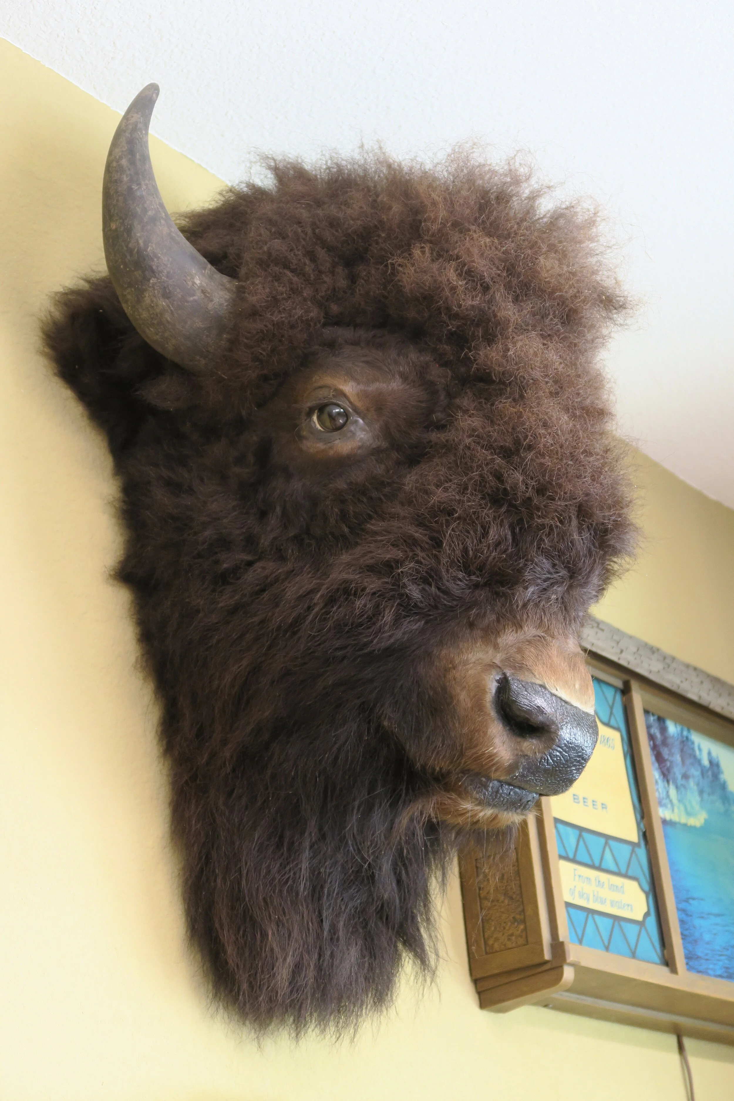 Buffalo Taxidermy Mounted Head