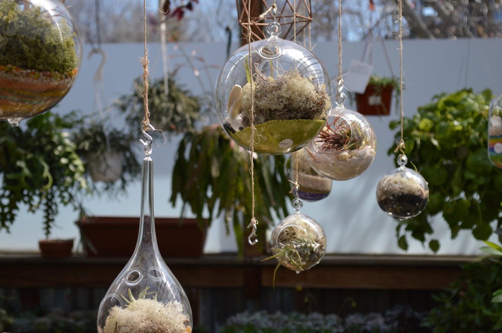 air-plant-hanging-globes