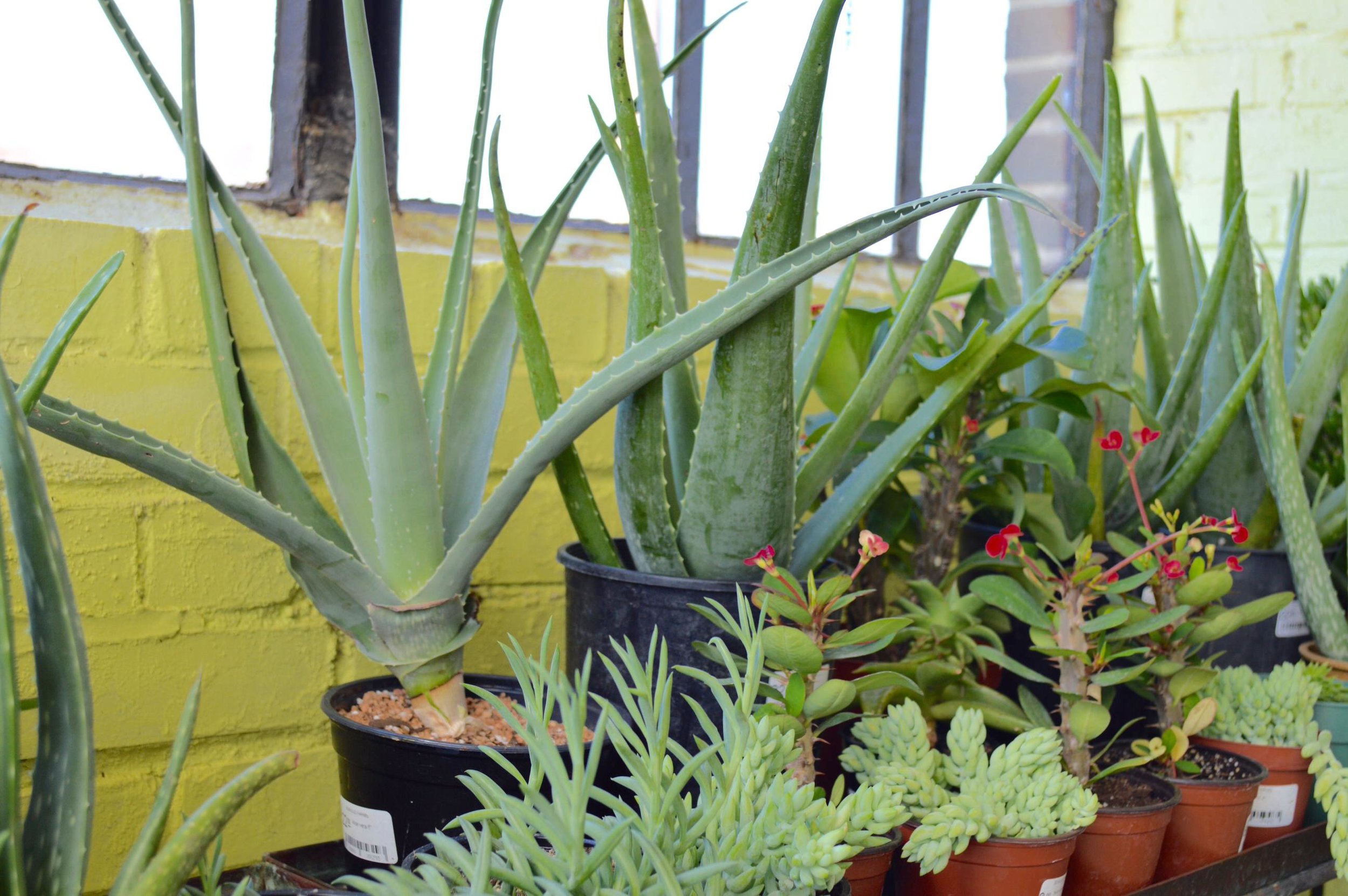 Aloe-Plants-St-Louis