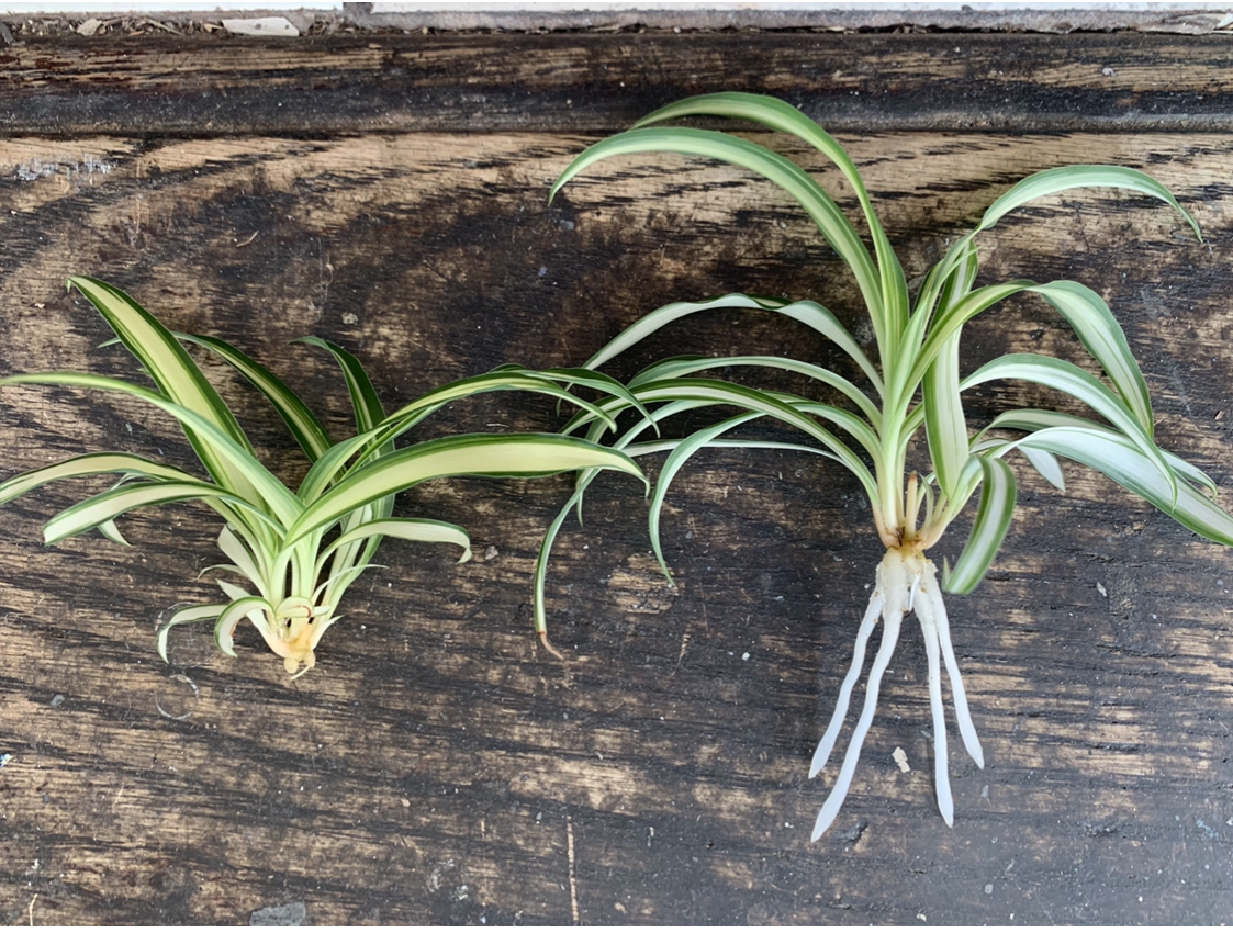 Baby Spider Plant Before and After 2 Weeks of Rooting