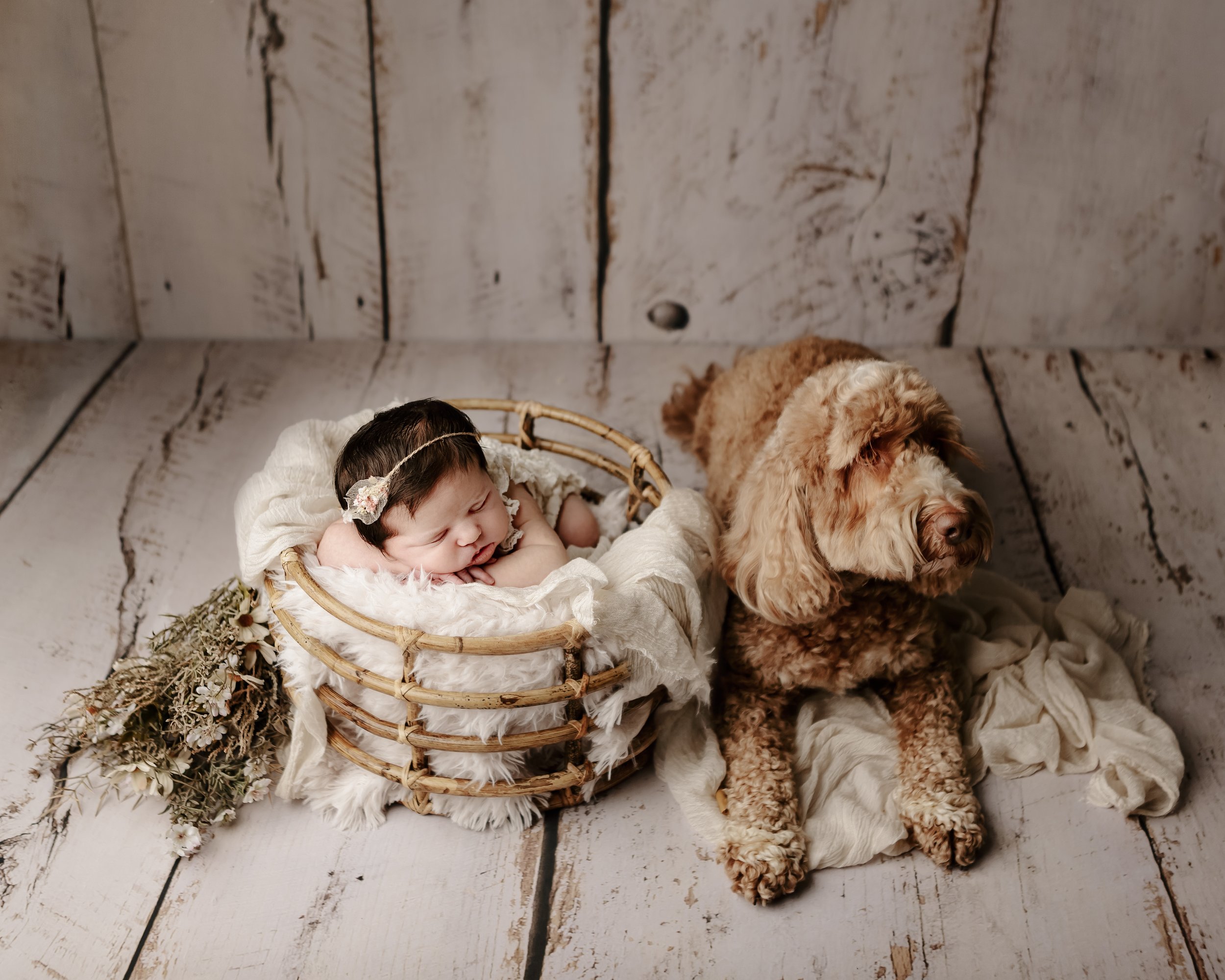 newborn pet photography milton keynes