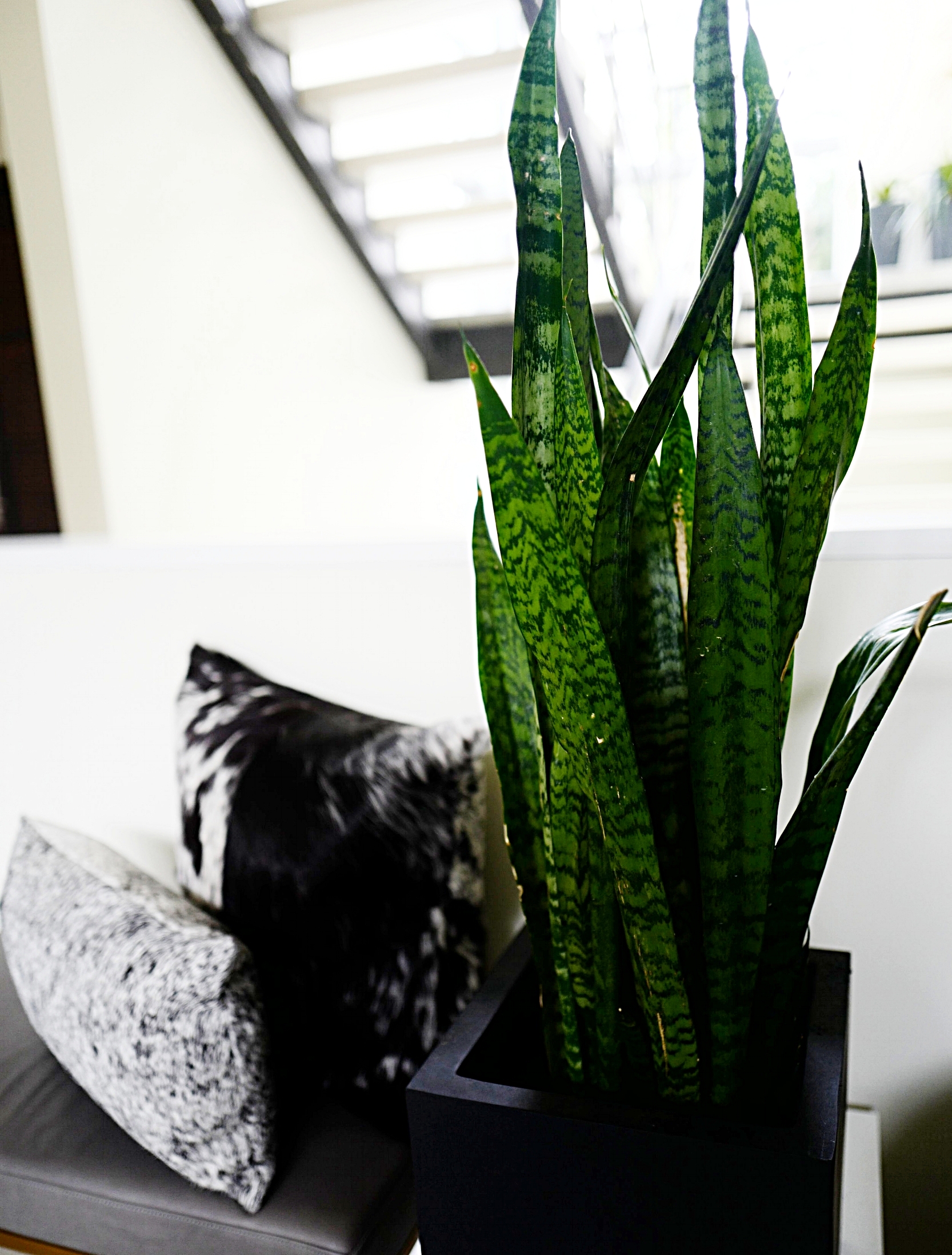 My Top House Plants And Their Benefits A Briutiful Life