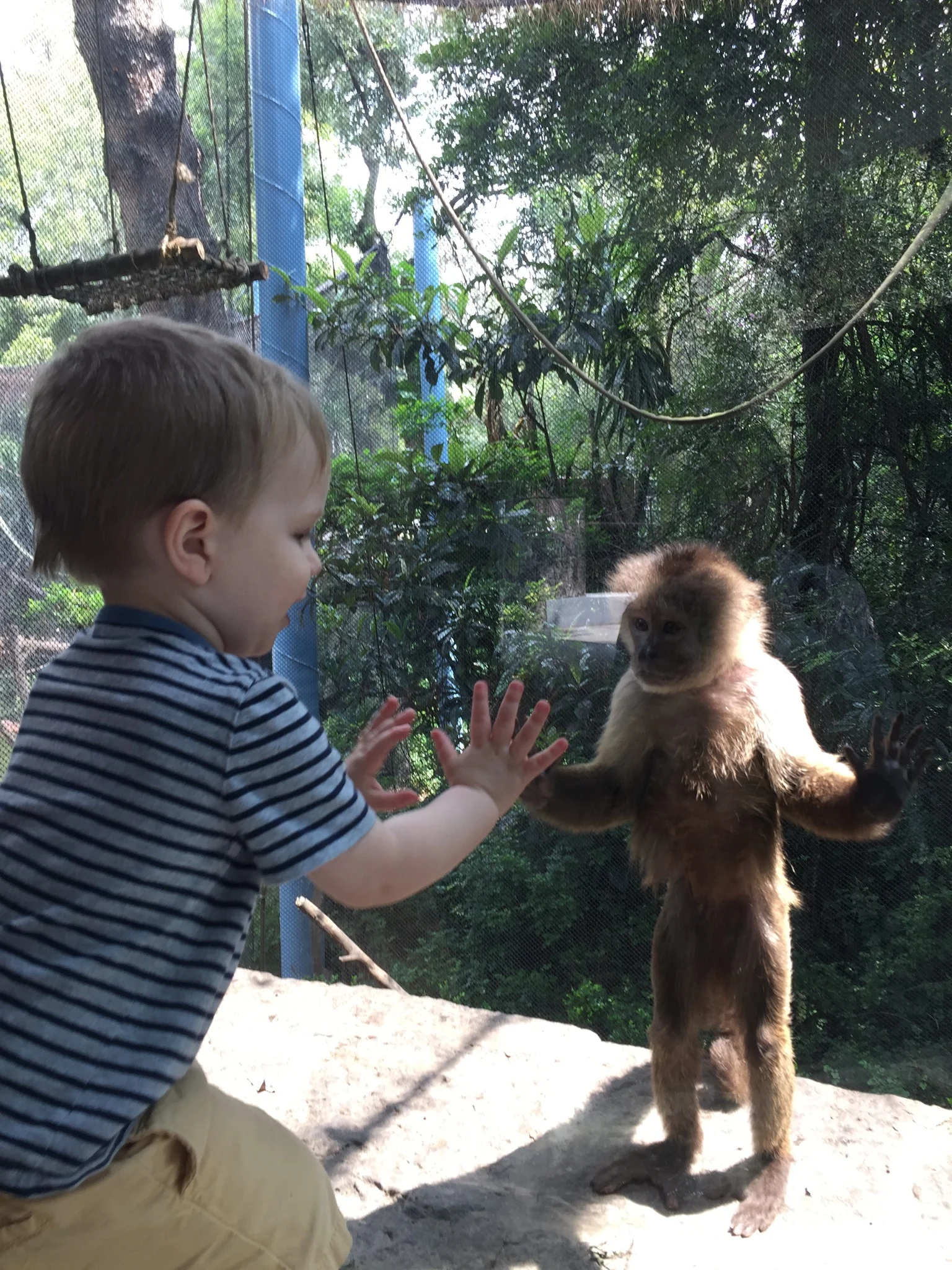 Felix Capuchin Monkeys Chapultepec.jpg