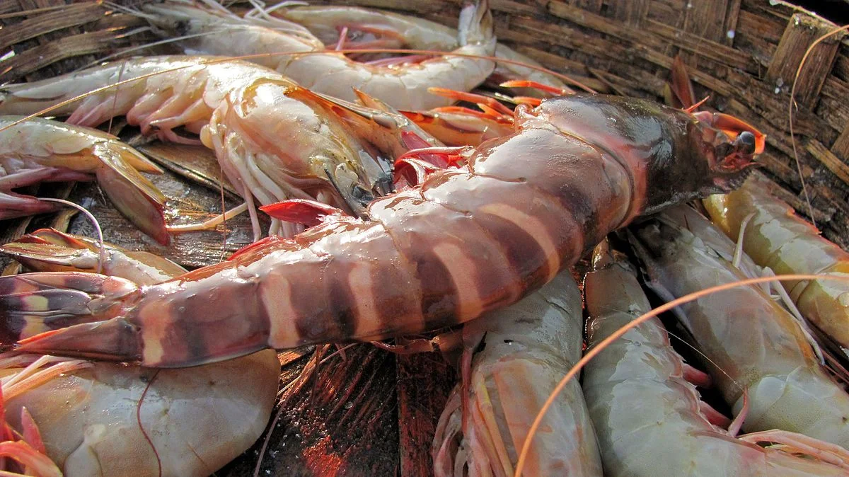 India's shrimp aquaculture hit by disease
