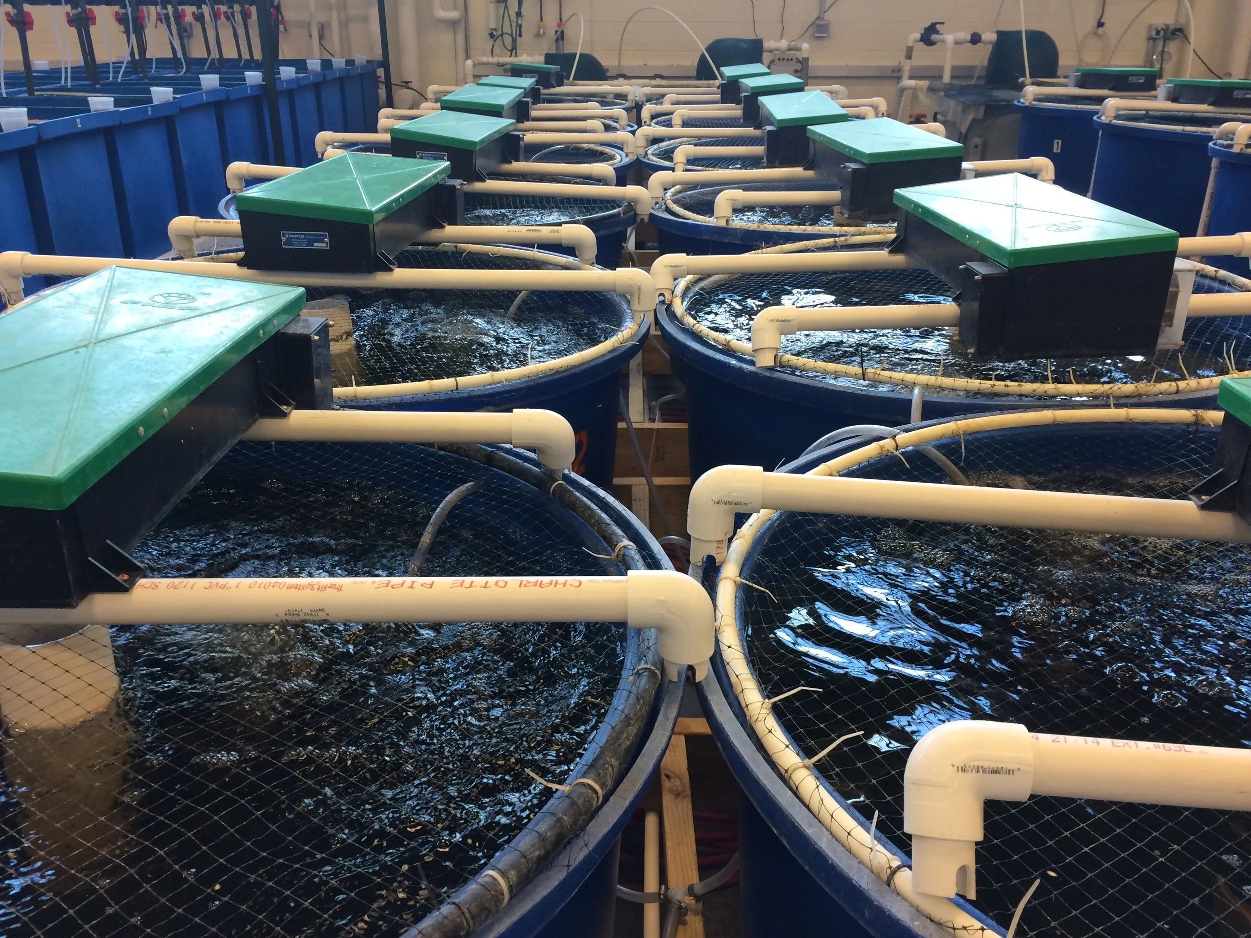 Example of a Recirculating Aquaculture System. Credit Narek75/Wikimedia (CC BY-SA 4.0)