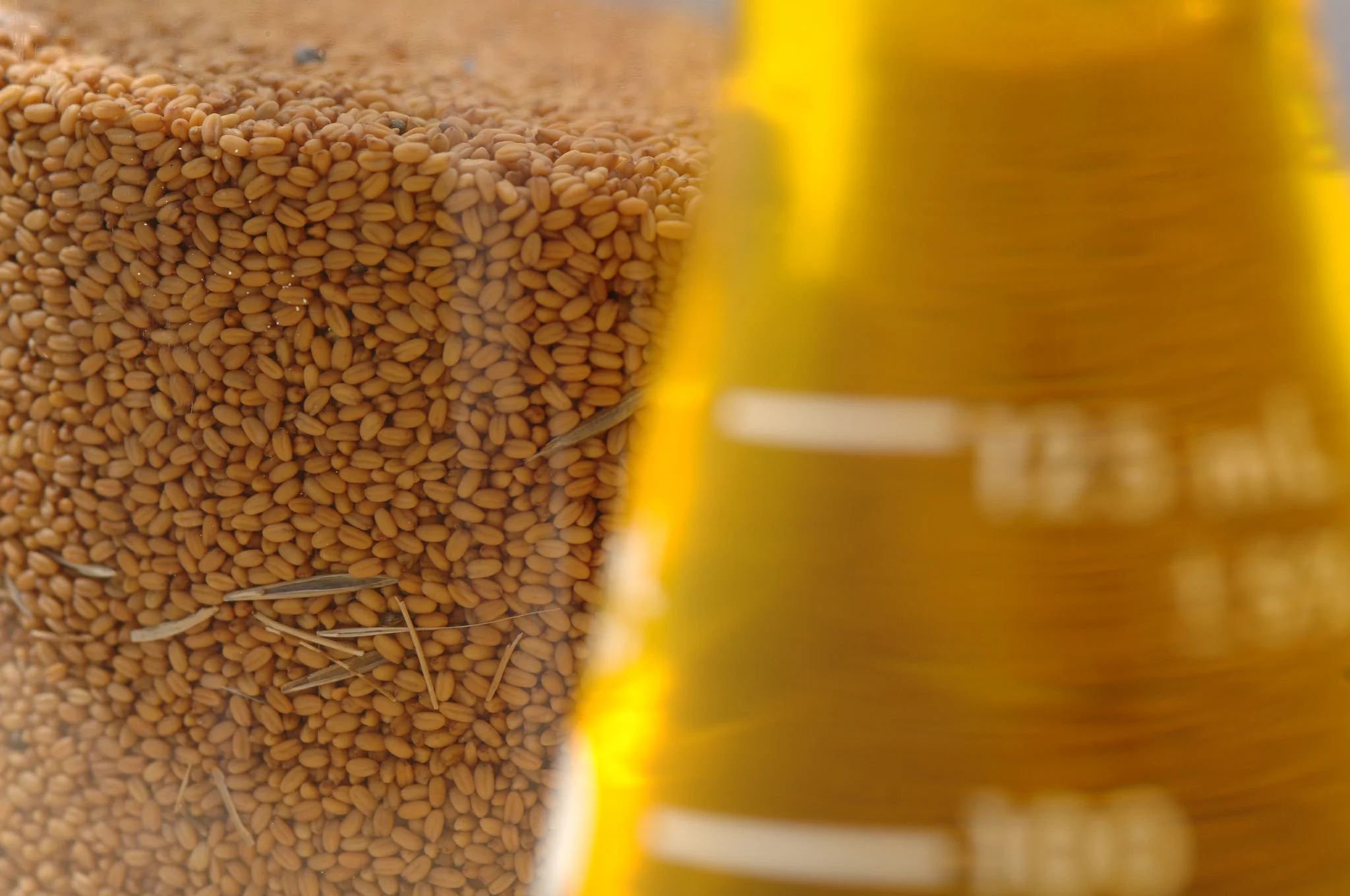 Camelina seed and the resulting oil. Credit Oregon State University (CC BY-SA 2.0)